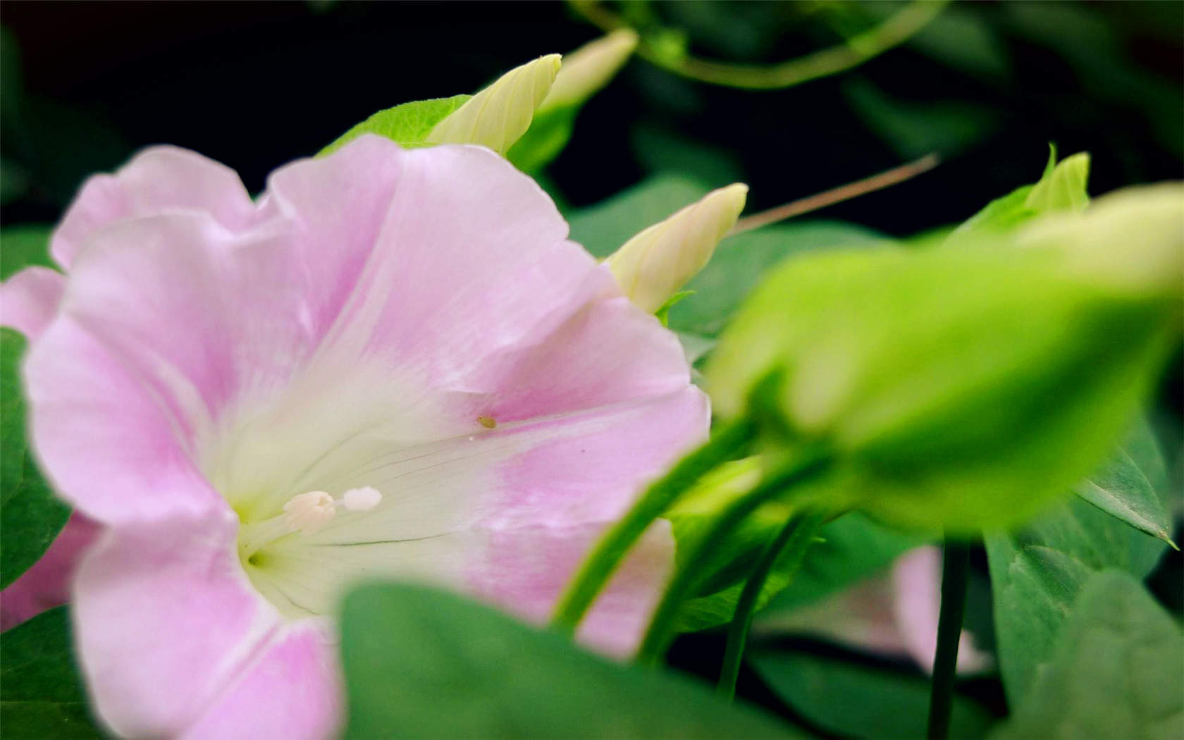 牵牛花图片