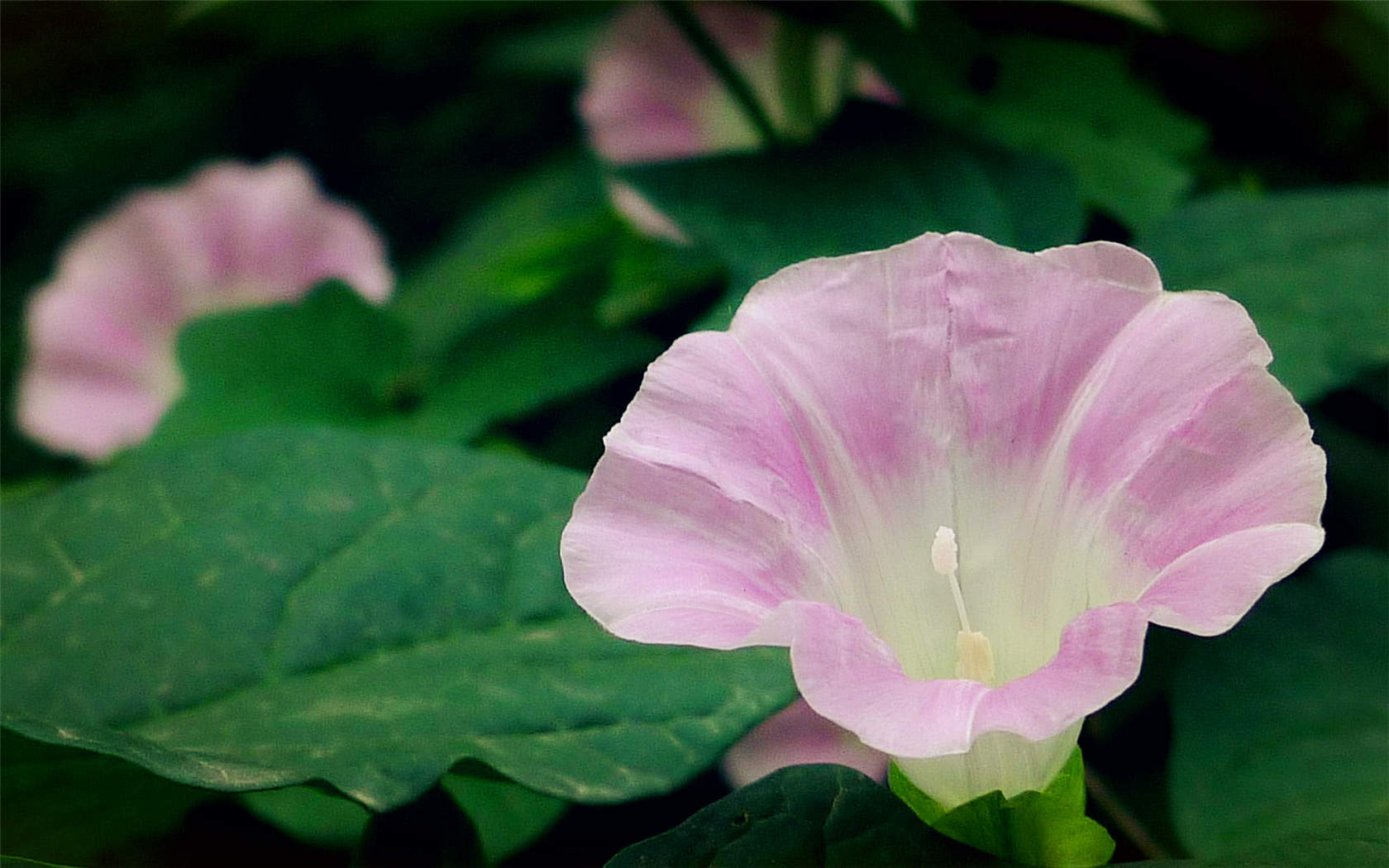 牵牛花图片