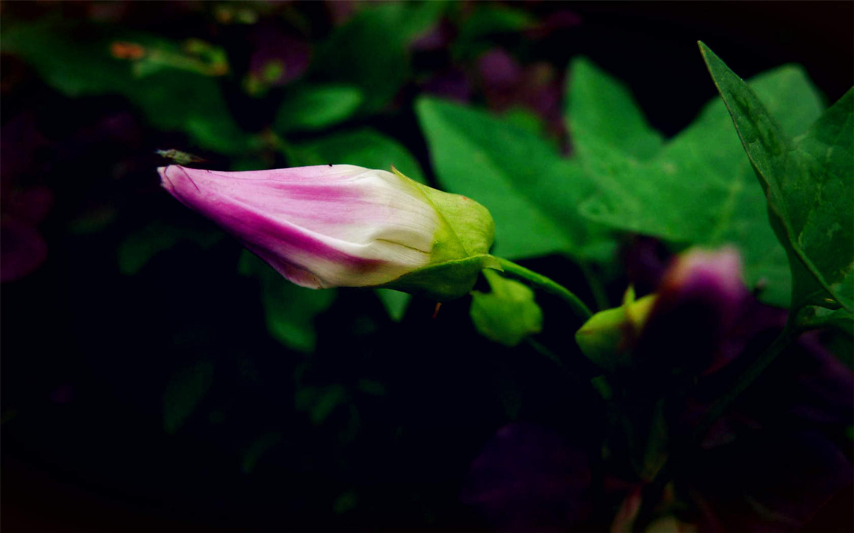 牵牛花图片