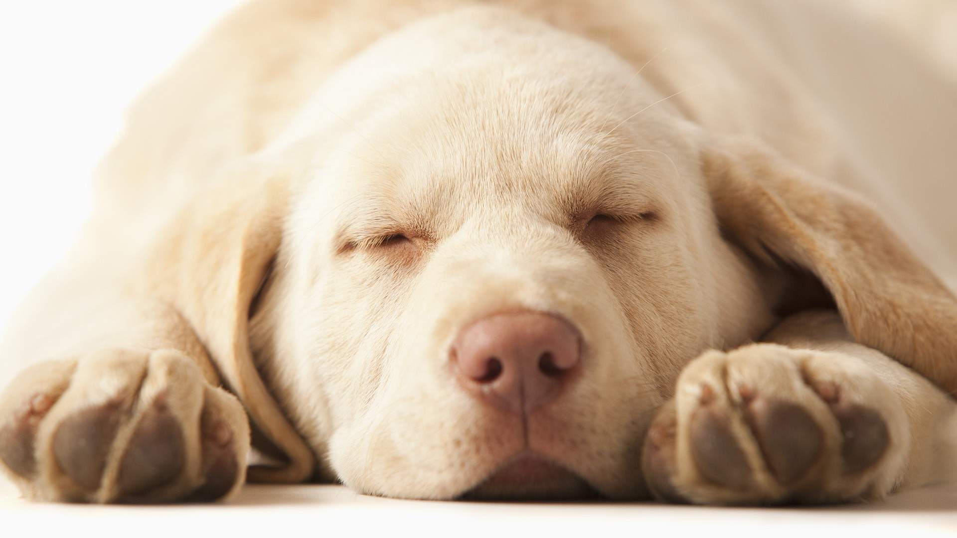 高清蝴蝶犬图片之可爱的小狗十二生肖狗图片图片