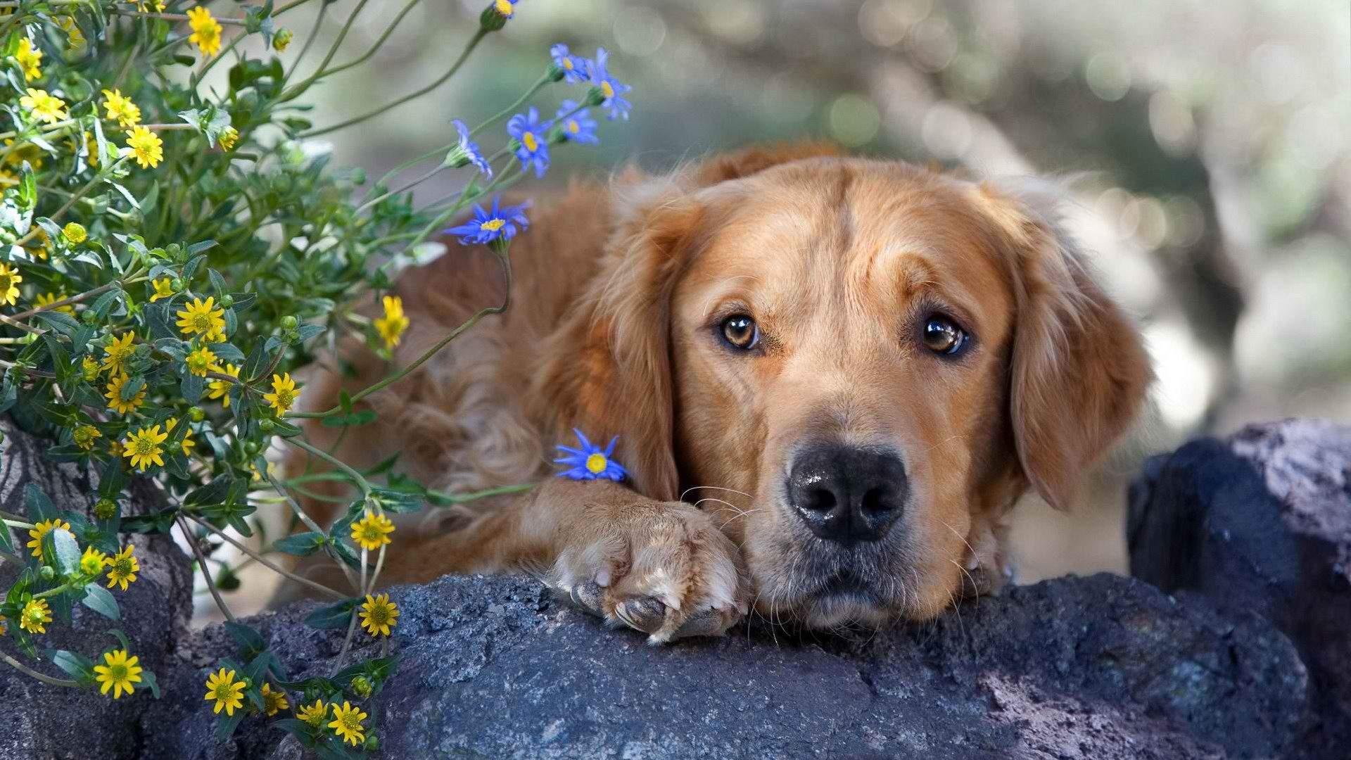 高清蝴蝶犬图片之可爱的小狗十二生肖狗图片图片