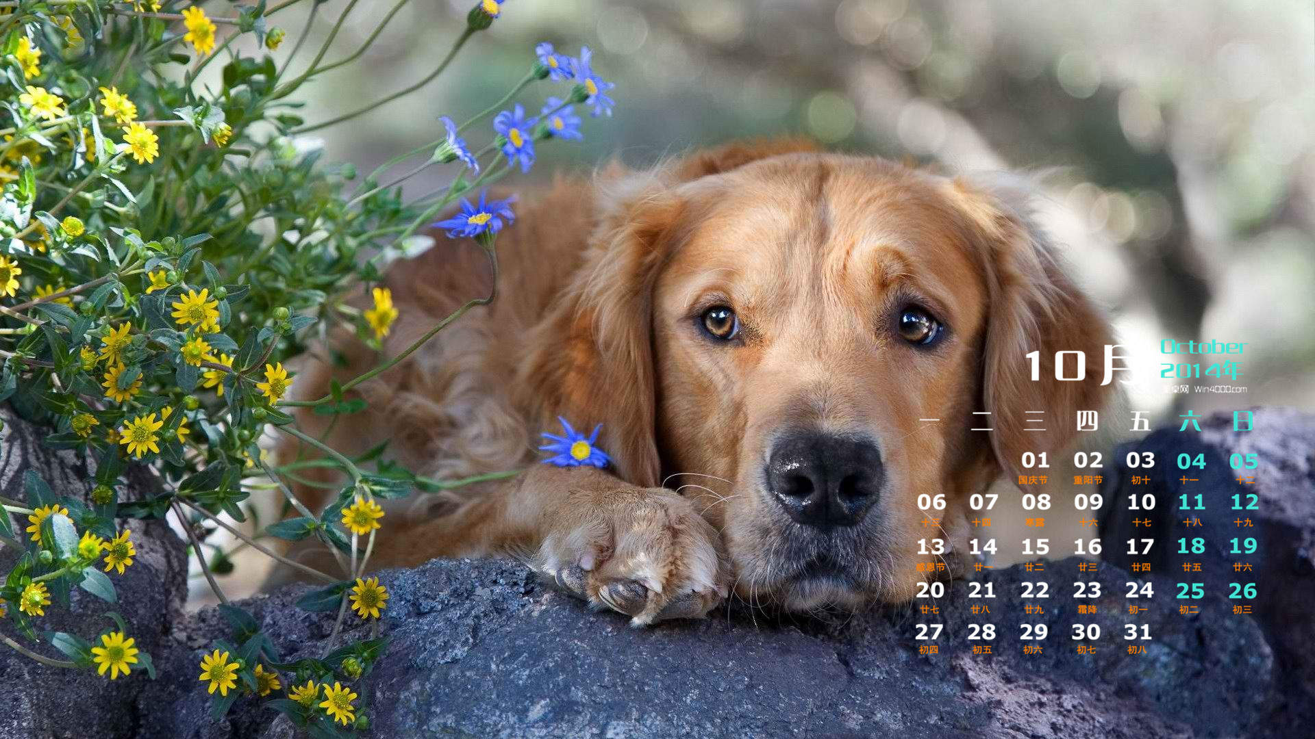 高清蝴蝶犬图片之可爱的小狗十二生肖狗图片图片