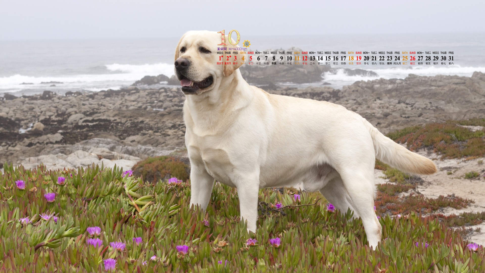 高清蝴蝶犬图片之可爱的小狗十二生肖狗图片图片