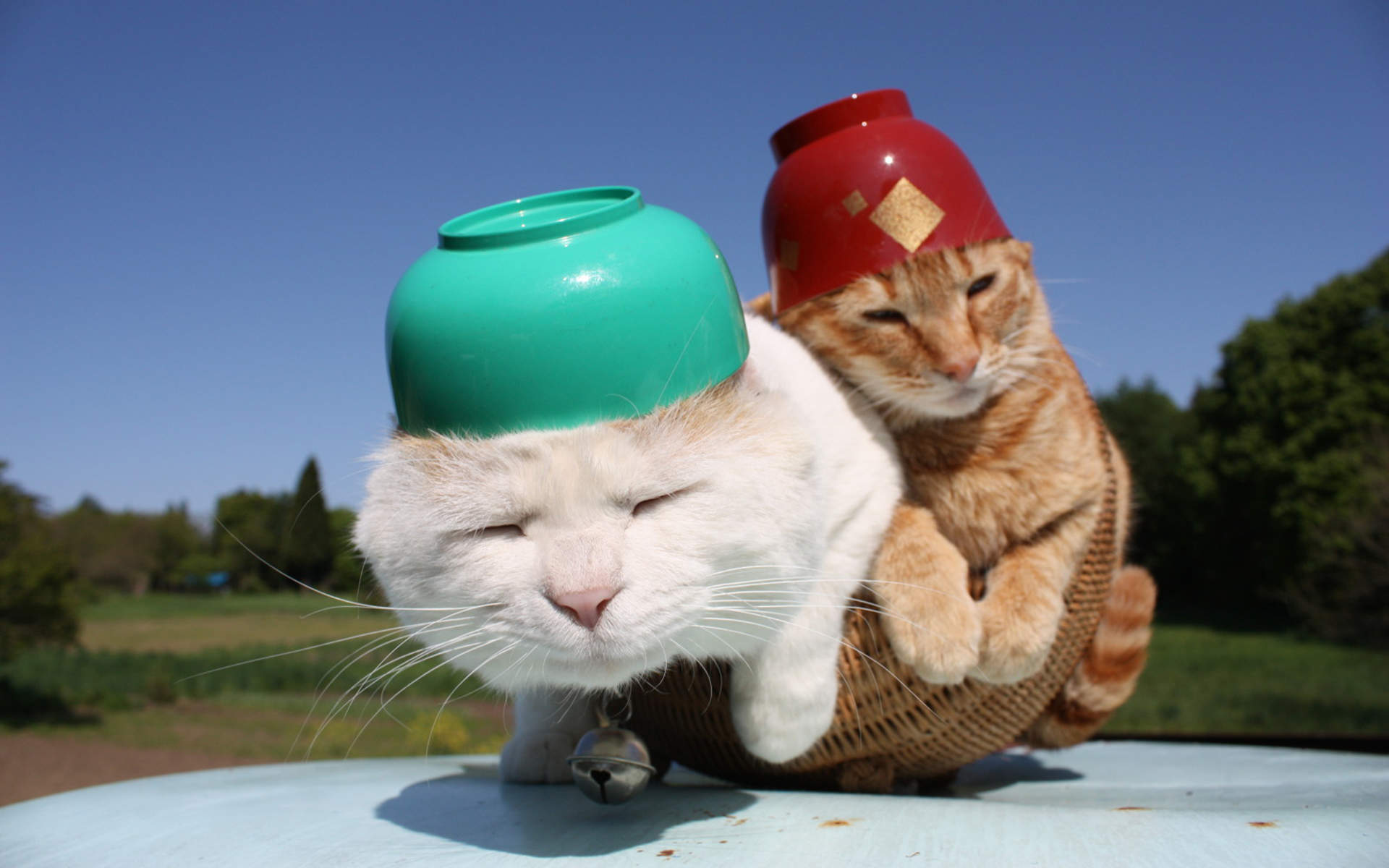 可爱黑猫高清动物图片合集宽屏电脑桌面壁纸下载第一辑图片