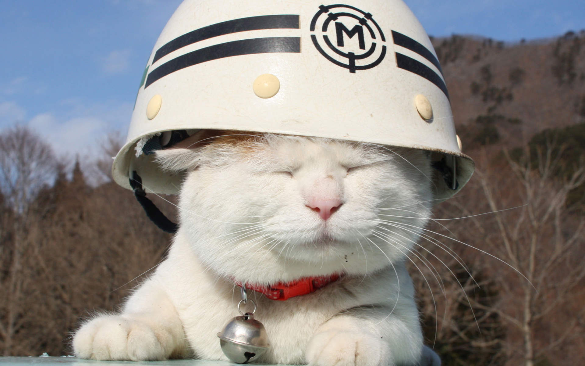可爱黑猫高清动物图片合集宽屏电脑桌面壁纸下载第一辑图片