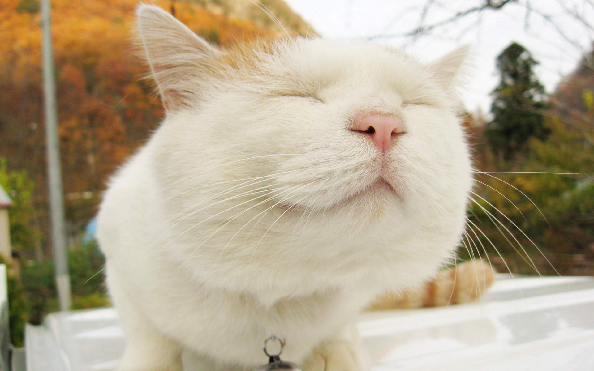 可爱黑猫高清动物图片合集宽屏电脑桌面壁纸下载第一辑图片