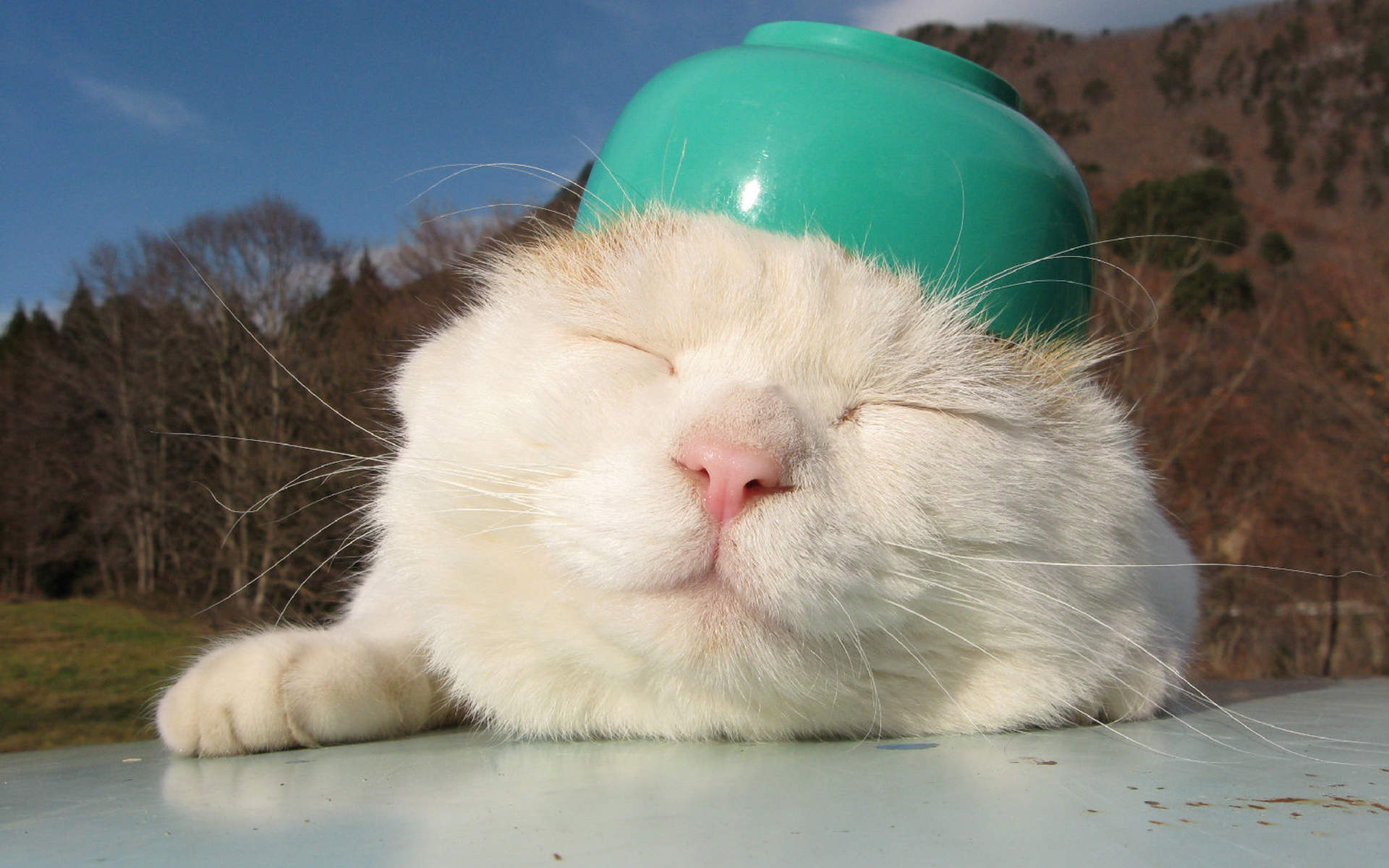 2014年10月日历可爱的小猫咪高清电脑桌面壁纸图片
