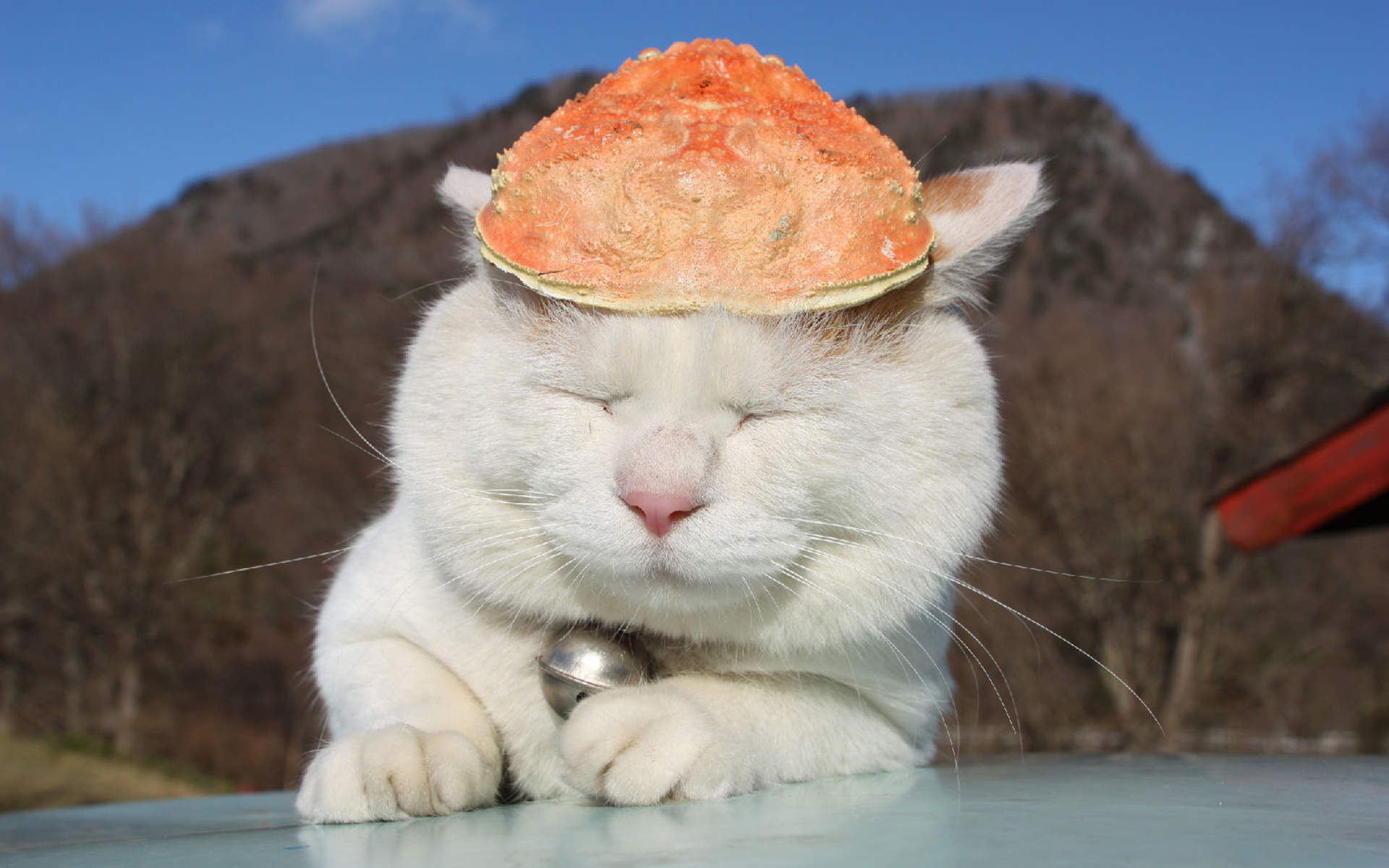 2014年10月日历可爱的小猫咪高清电脑桌面壁纸图片
