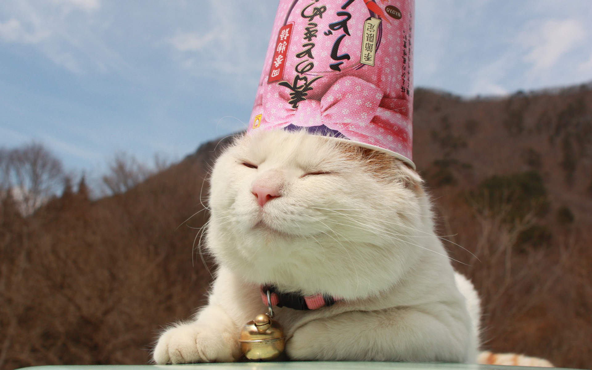 2015年1月日历壁纸可爱动物卖萌的猫咪高清图片大全(二)图片