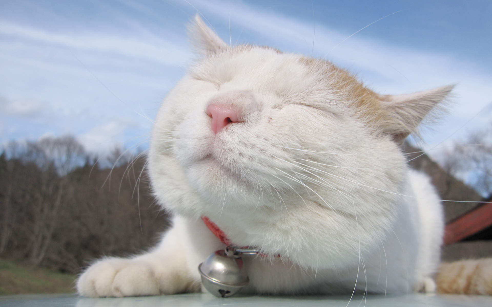 2015年1月日历壁纸可爱动物卖萌的猫咪高清图片大全(一)图片