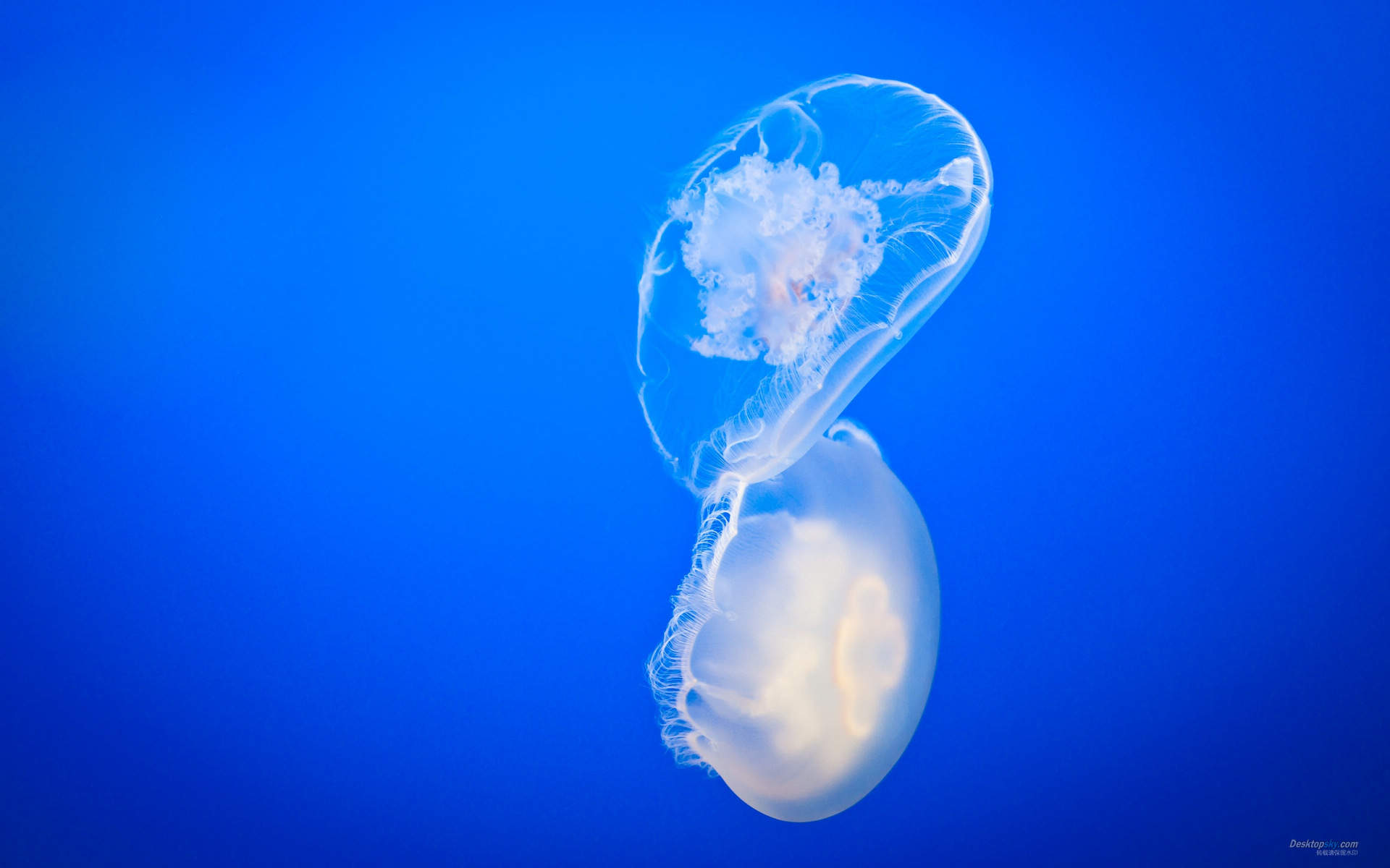 高清梦幻蓝色海底世界高清水母唯美桌面壁纸第一辑图片