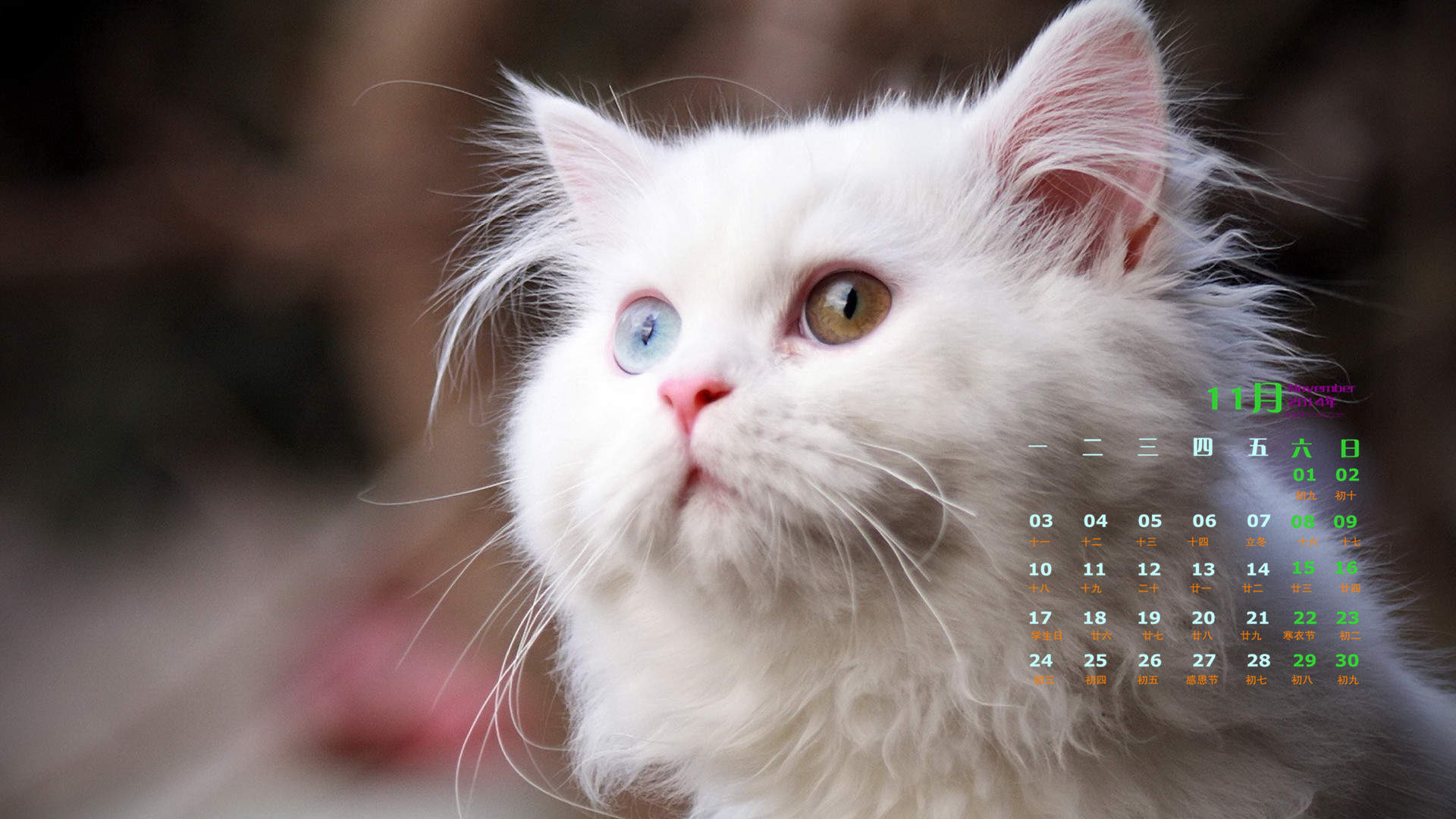 高清超可爱萌宠小奶猫图片高清电脑壁纸图片