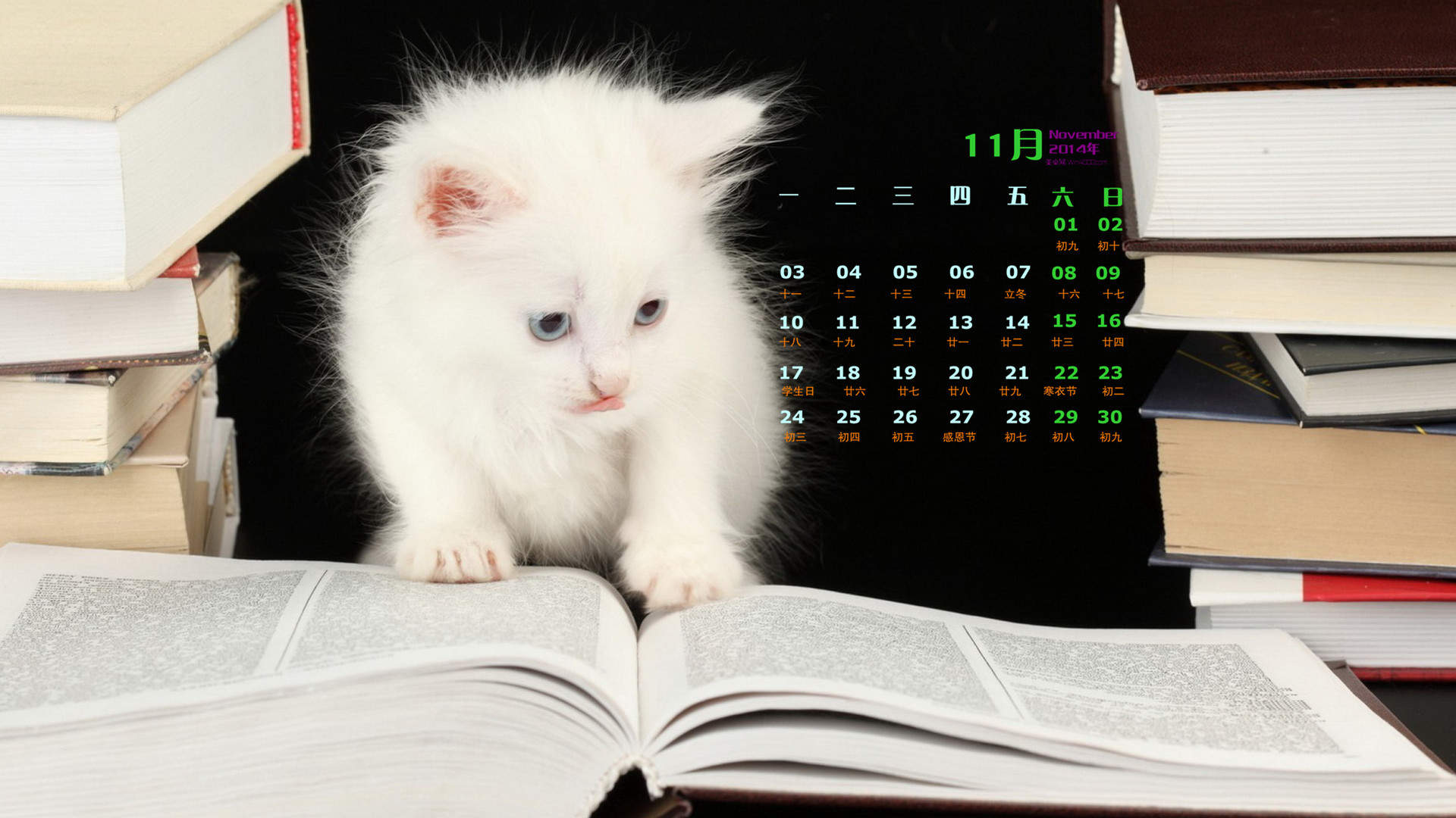 高清超可爱萌宠小奶猫图片高清电脑壁纸图片