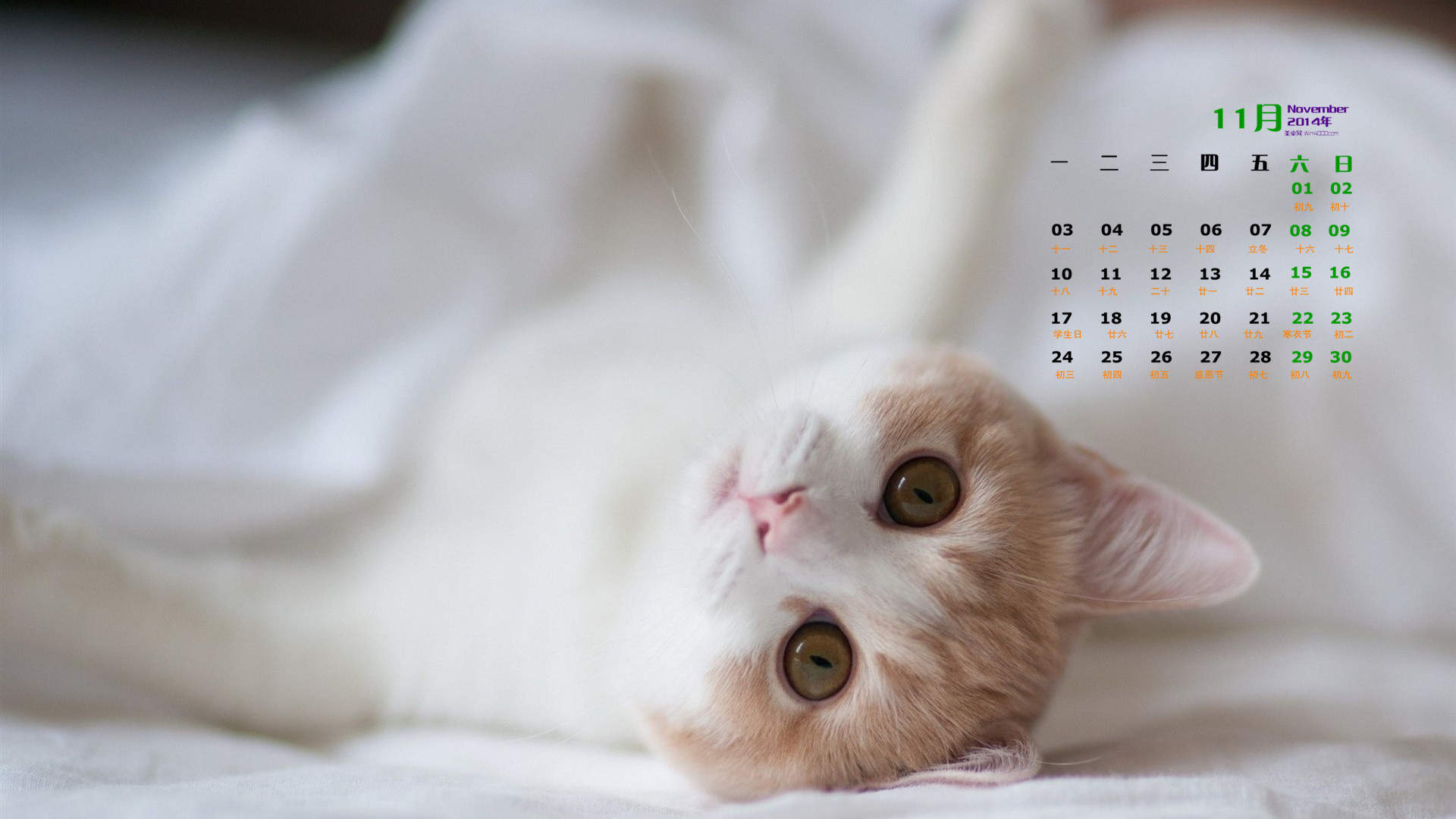 高清超可爱萌宠小奶猫图片高清电脑壁纸图片