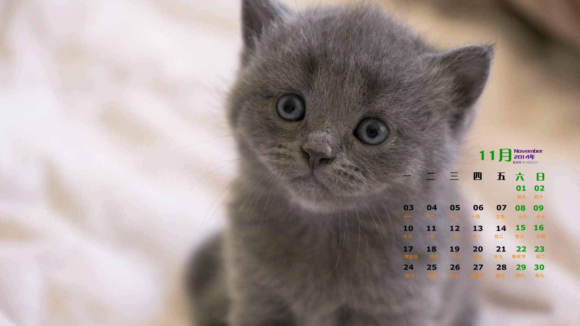 高清超可爱萌宠小奶猫图片高清电脑壁纸图片