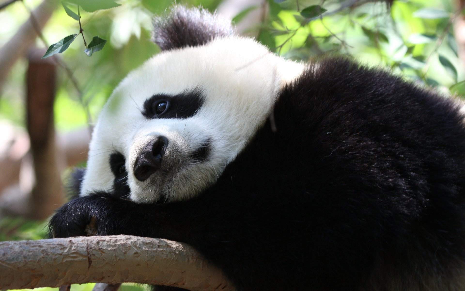 可爱卡通熊猫潘达达世界杯32强手机壁纸第一辑图片