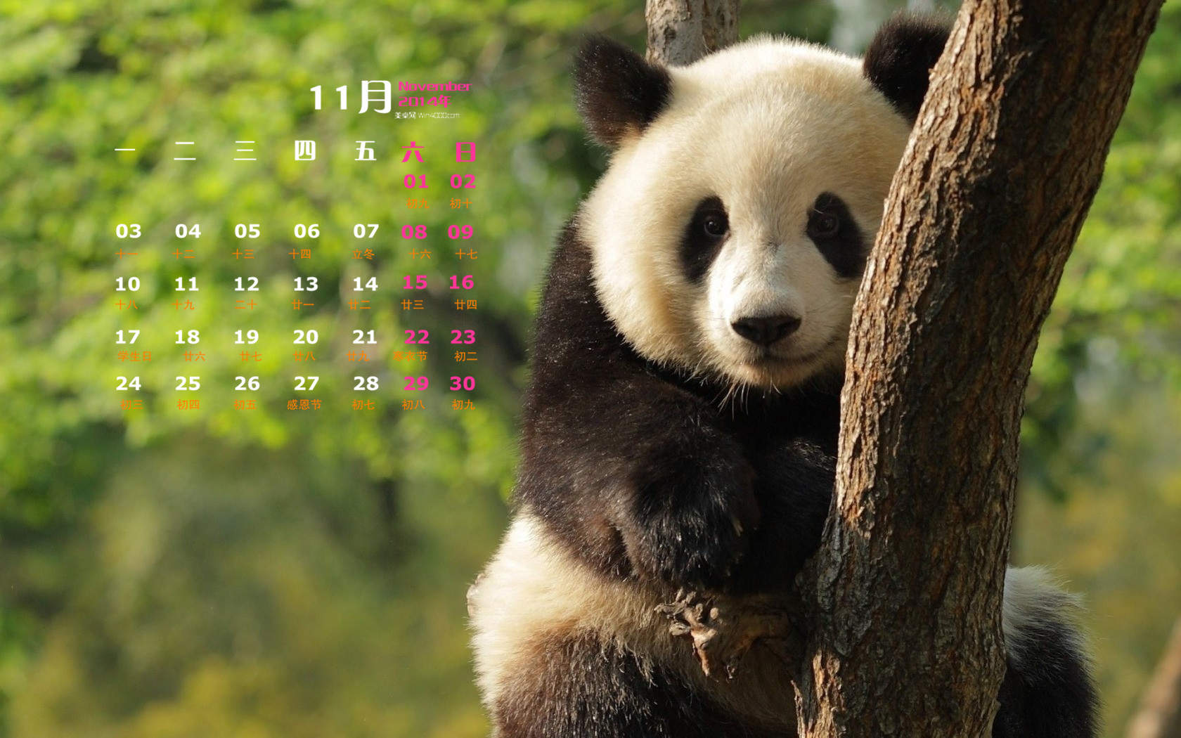 2014年11月日历壁纸国宝熊猫可爱高清图片合集下载(一)图片