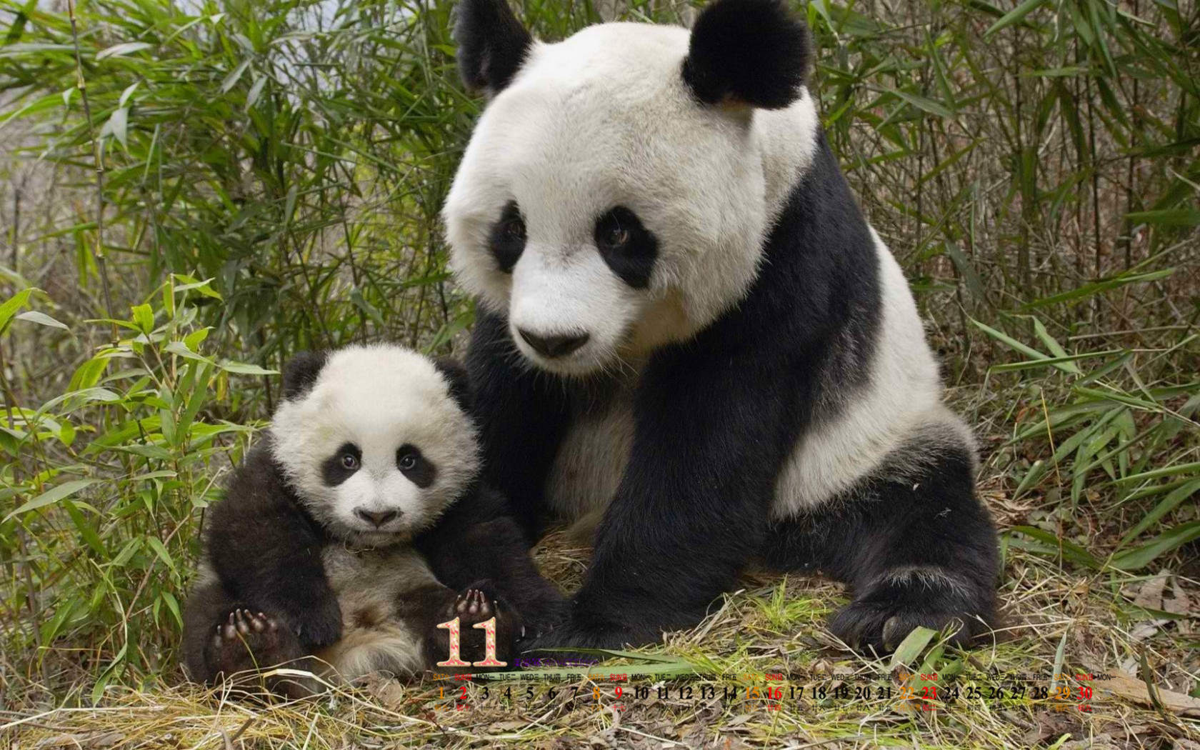 2016年3月日历壁纸功夫熊猫3搞笑图片图片