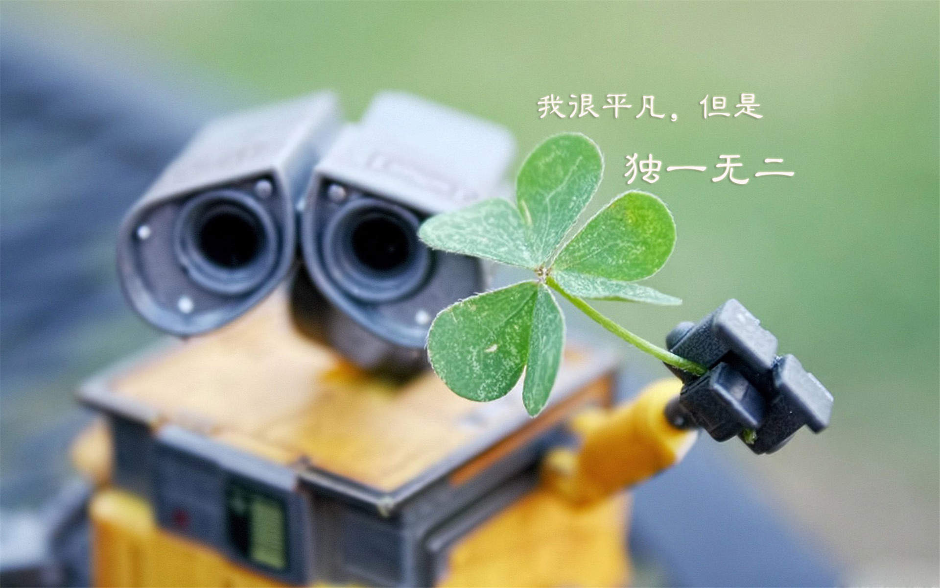 四叶草图片图片