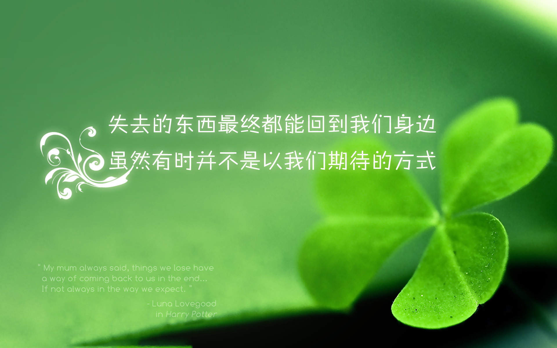 清新护眼四叶草图片图片