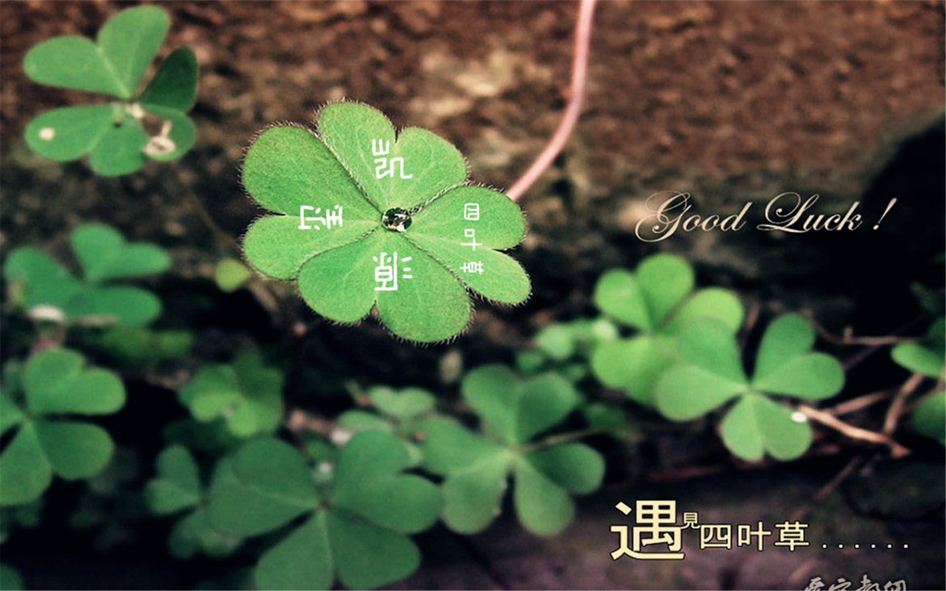 四叶草图片图片