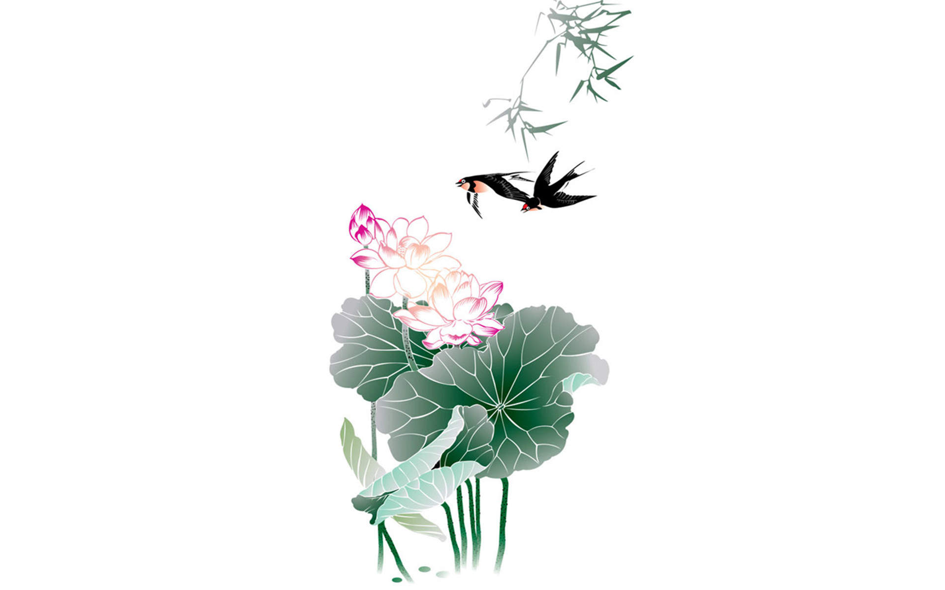 荷花图片图片
