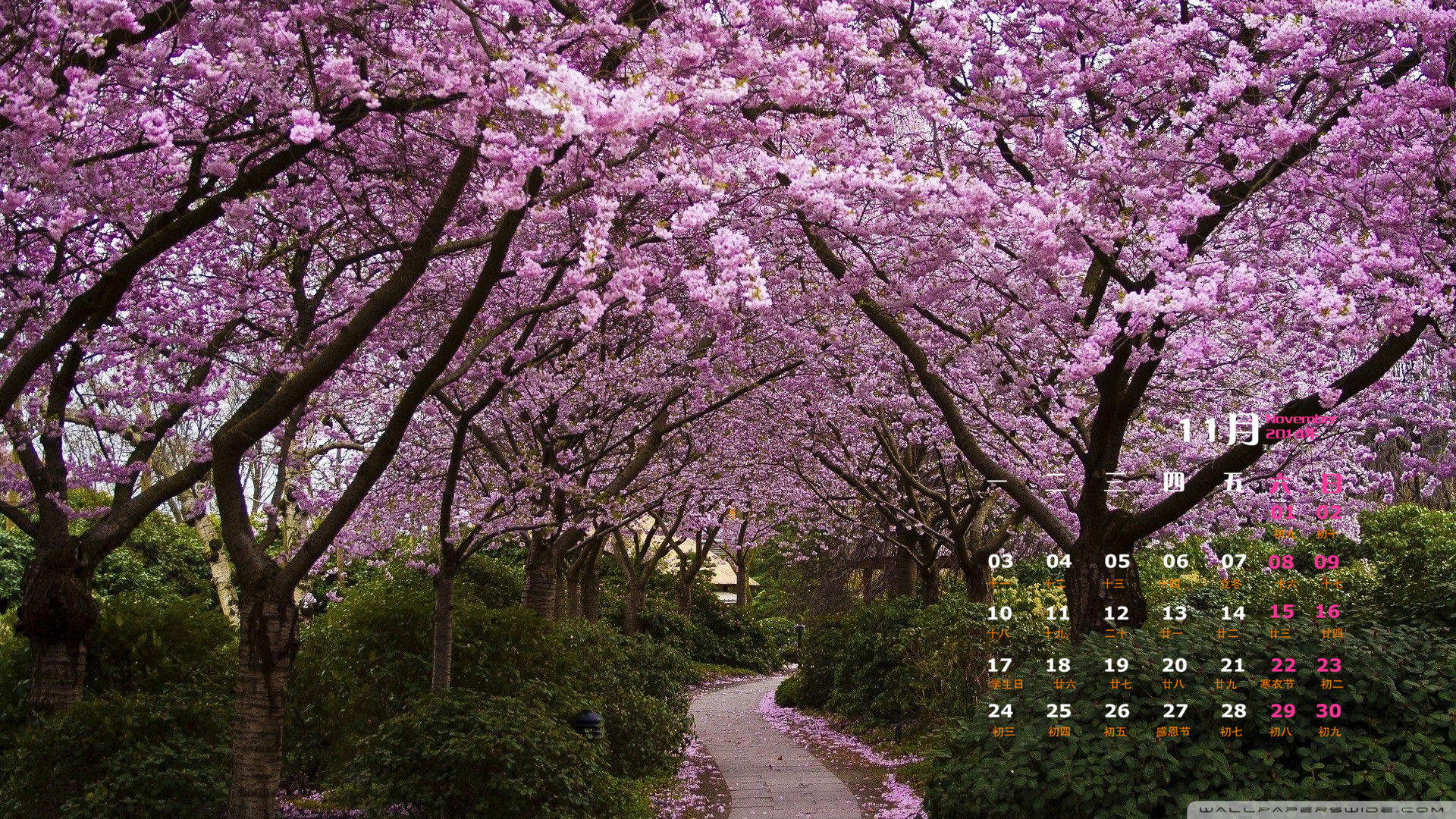 逆光小清新初秋早晨美丽的树林风光桌面壁纸(一)图片