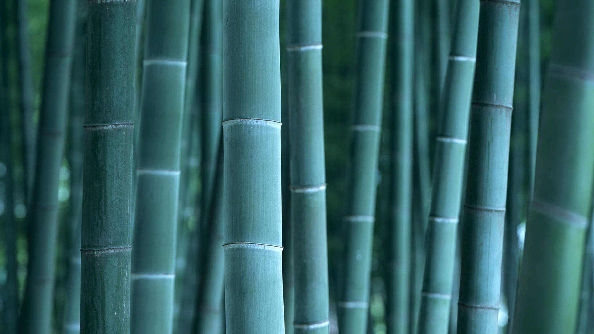 竹子图片
