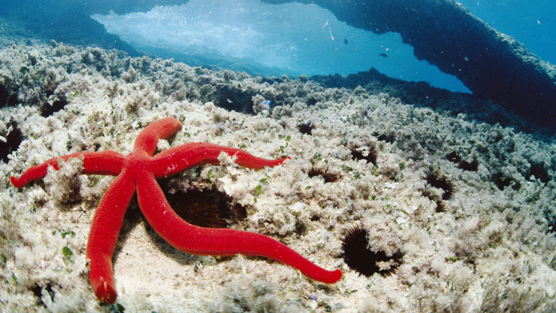 高清热带海底世界高清壁纸第二辑图片