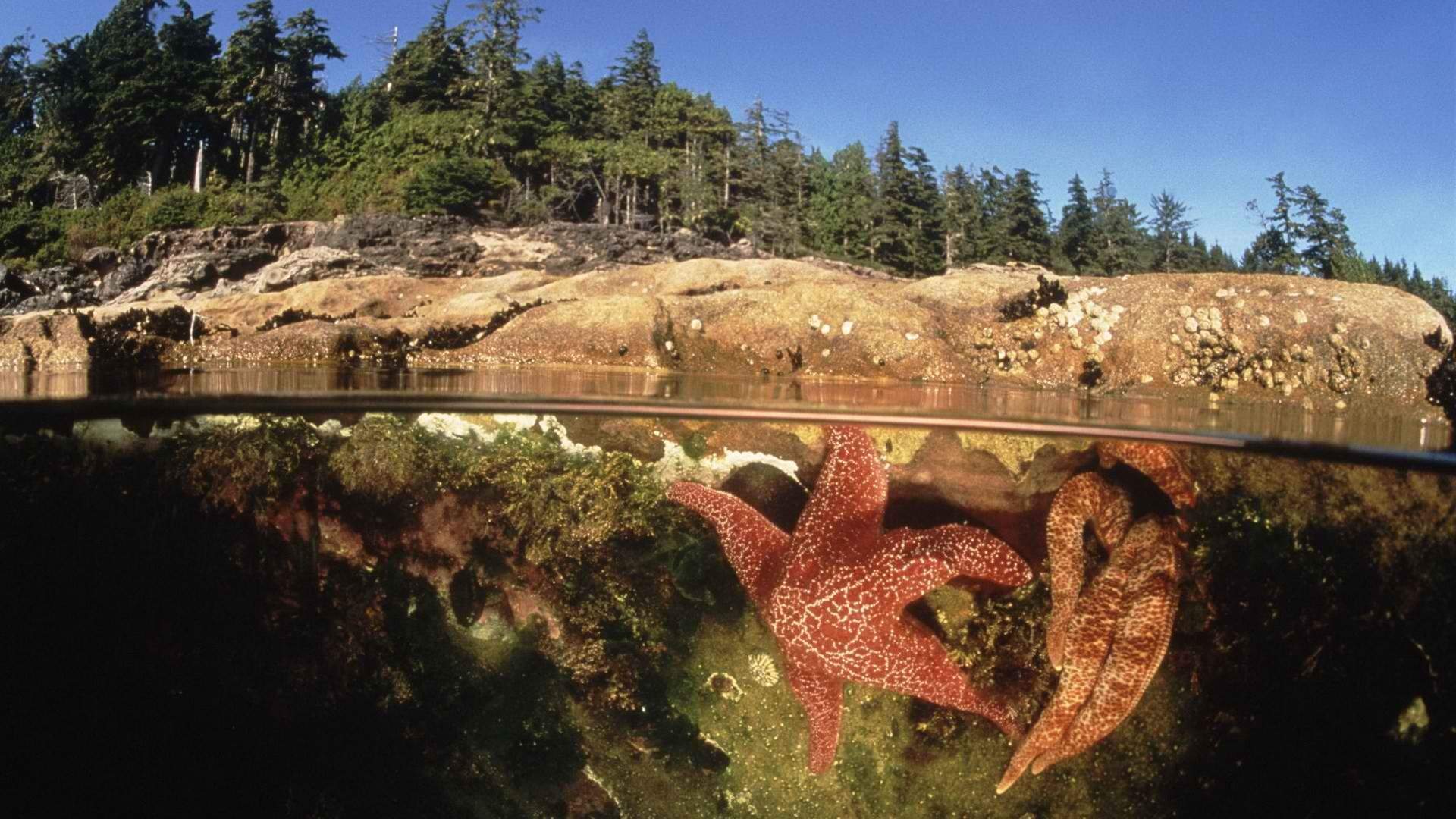 高清热带海底世界高清壁纸第二辑图片