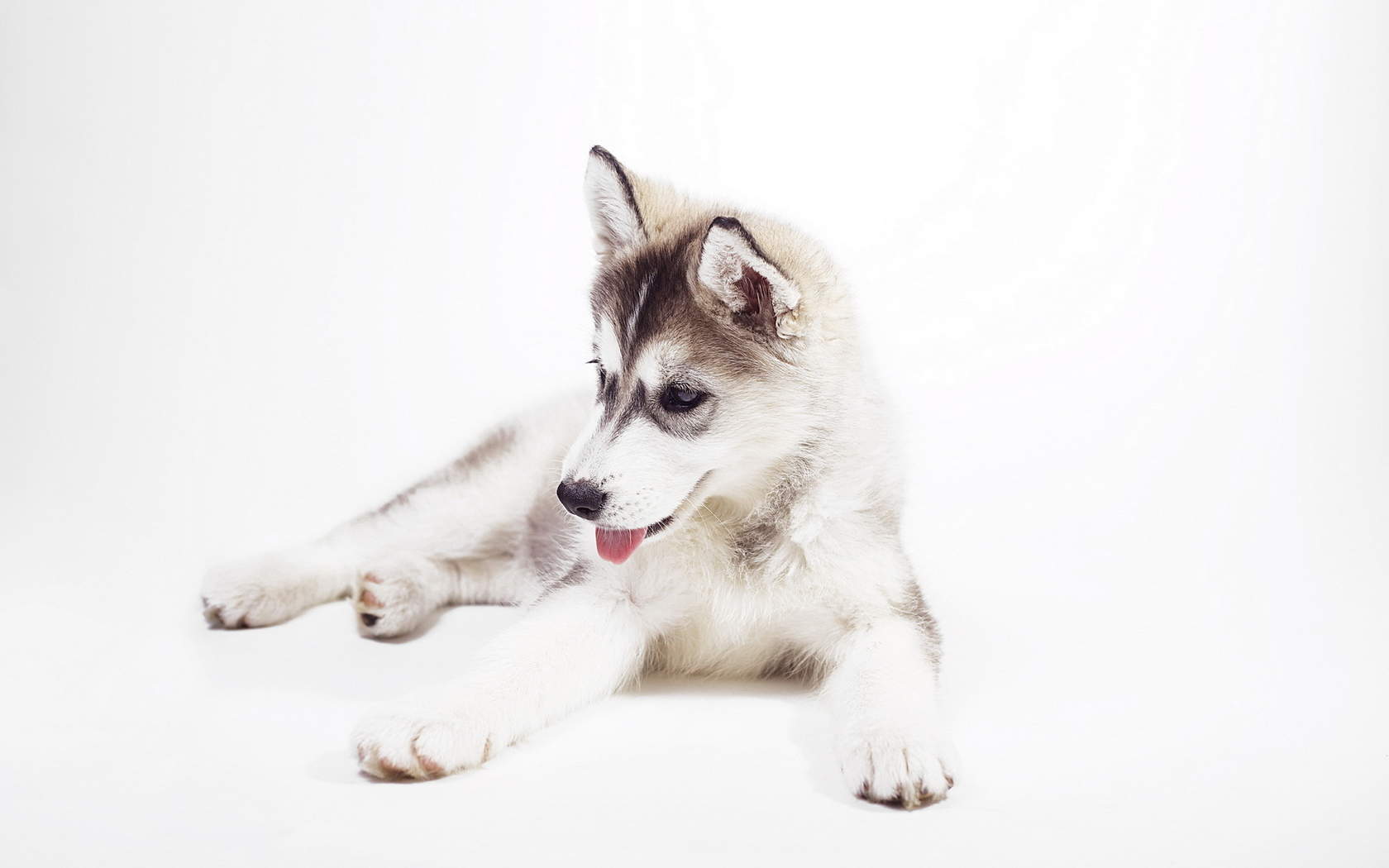 可爱狗狗图片英国斗牛犬经典电脑桌面壁纸第二辑图片