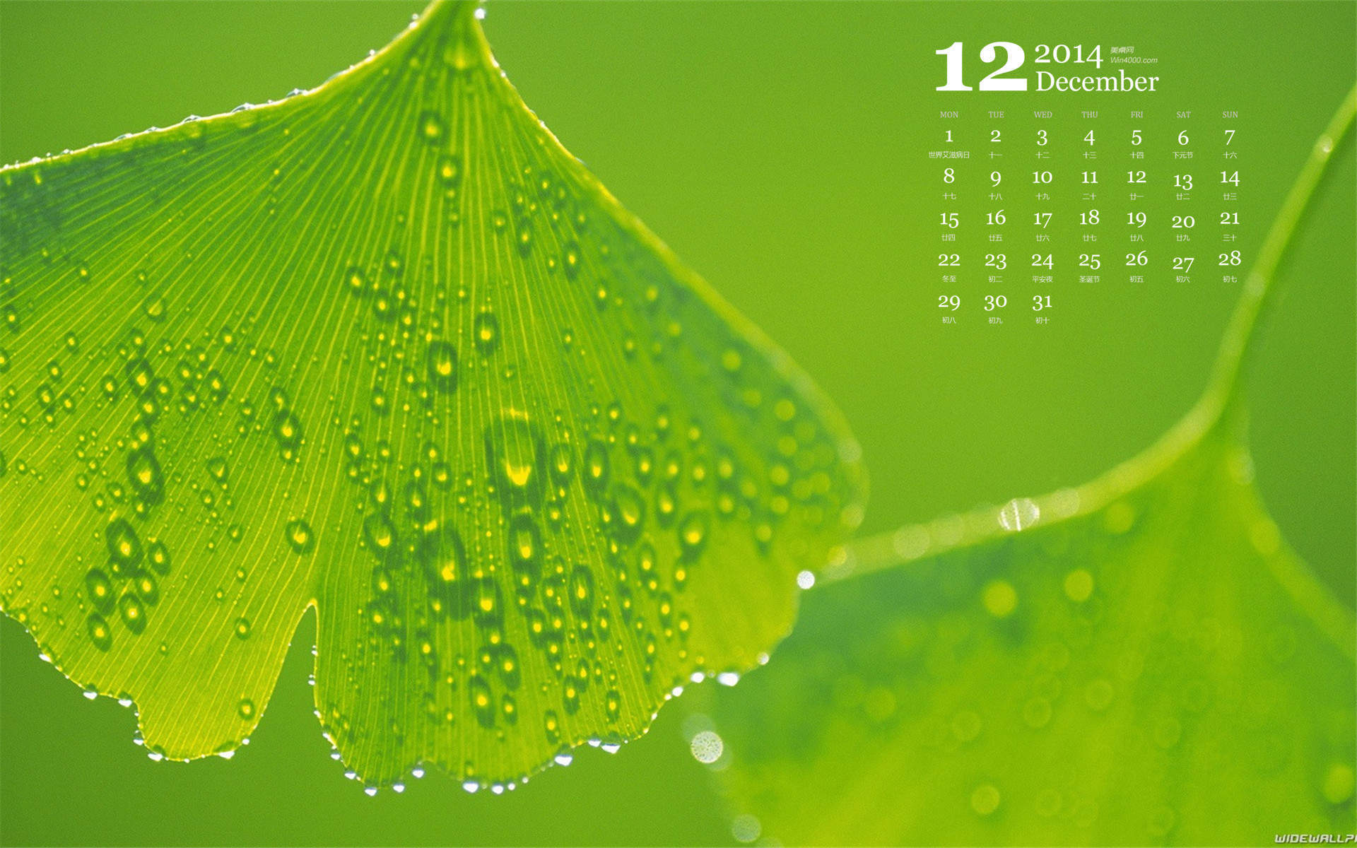2014年12月日历壁纸清新大自然绿色护眼树叶特写(一)图片