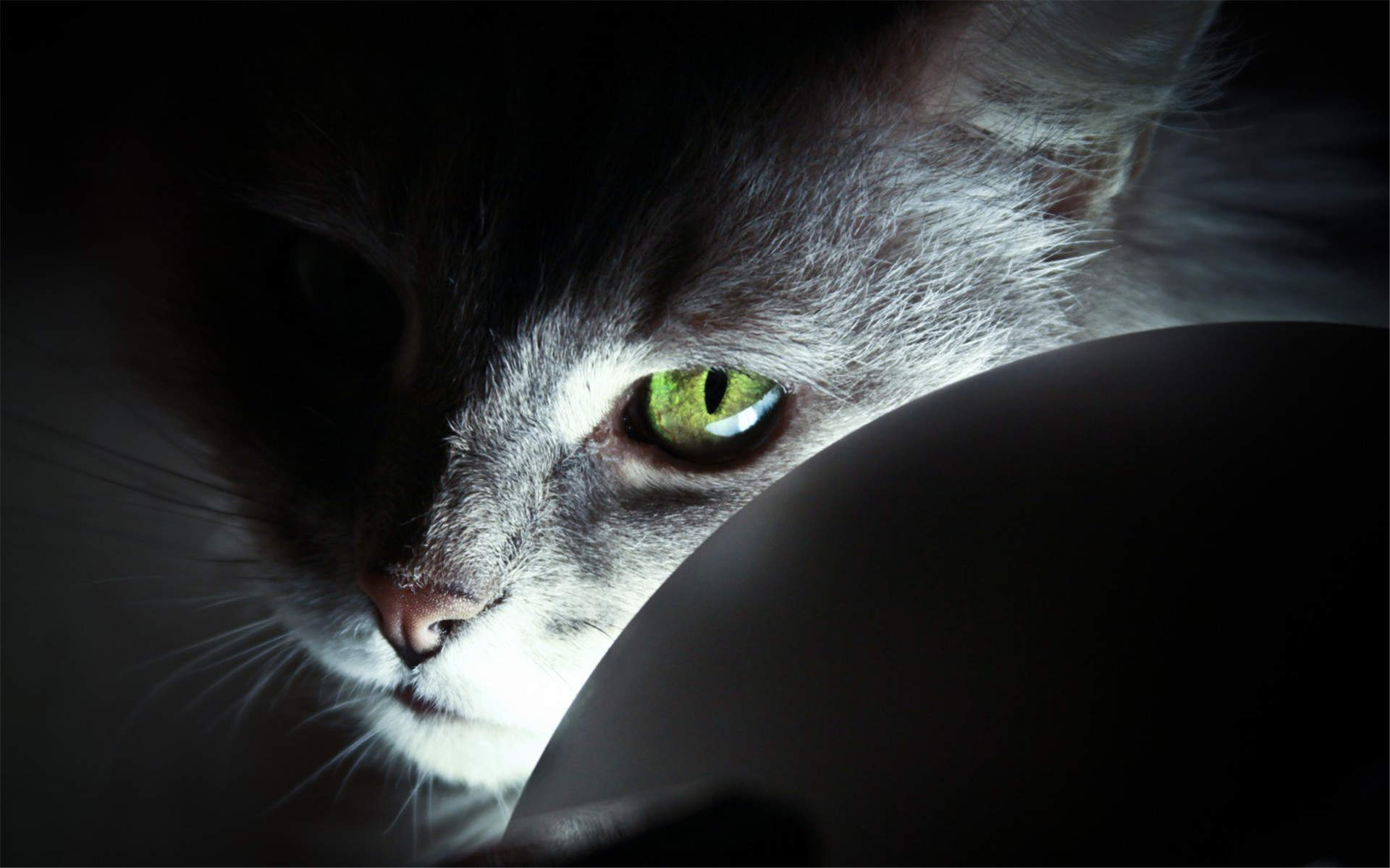 可爱的喵星人灰色苏格兰折耳猫电脑桌面壁纸下载图片
