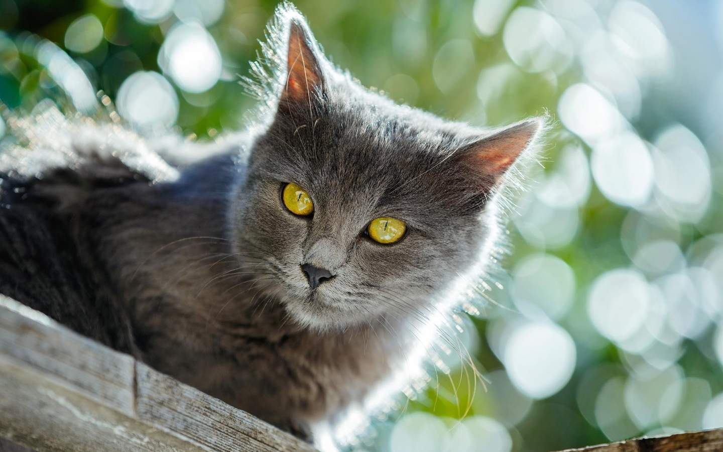 高清小萌猫可爱乖巧猫咪图片合集电脑桌面壁纸下载第一辑图片