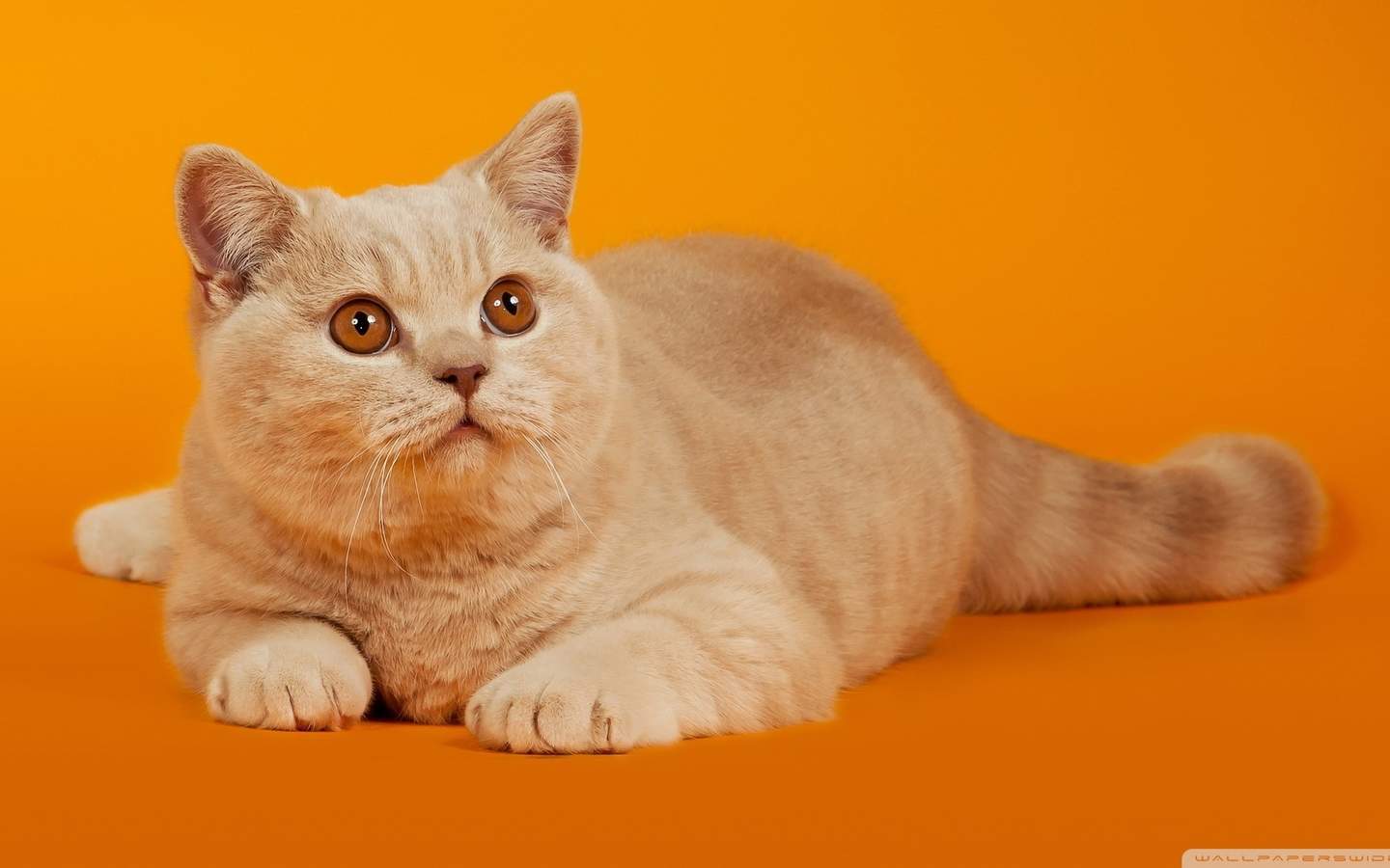 高清小萌猫可爱乖巧猫咪图片合集电脑桌面壁纸下载第一辑图片