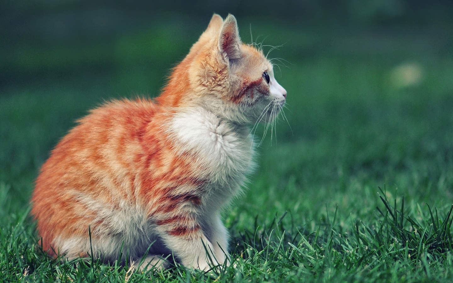 高清小萌猫可爱乖巧猫咪图片合集电脑桌面壁纸下载第二辑图片