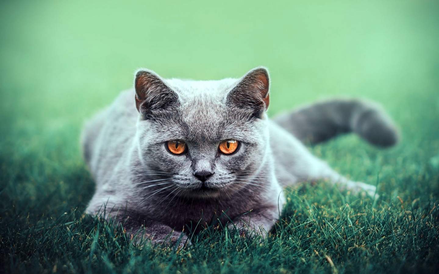 高清小萌猫可爱乖巧猫咪图片合集电脑桌面壁纸下载第二辑图片