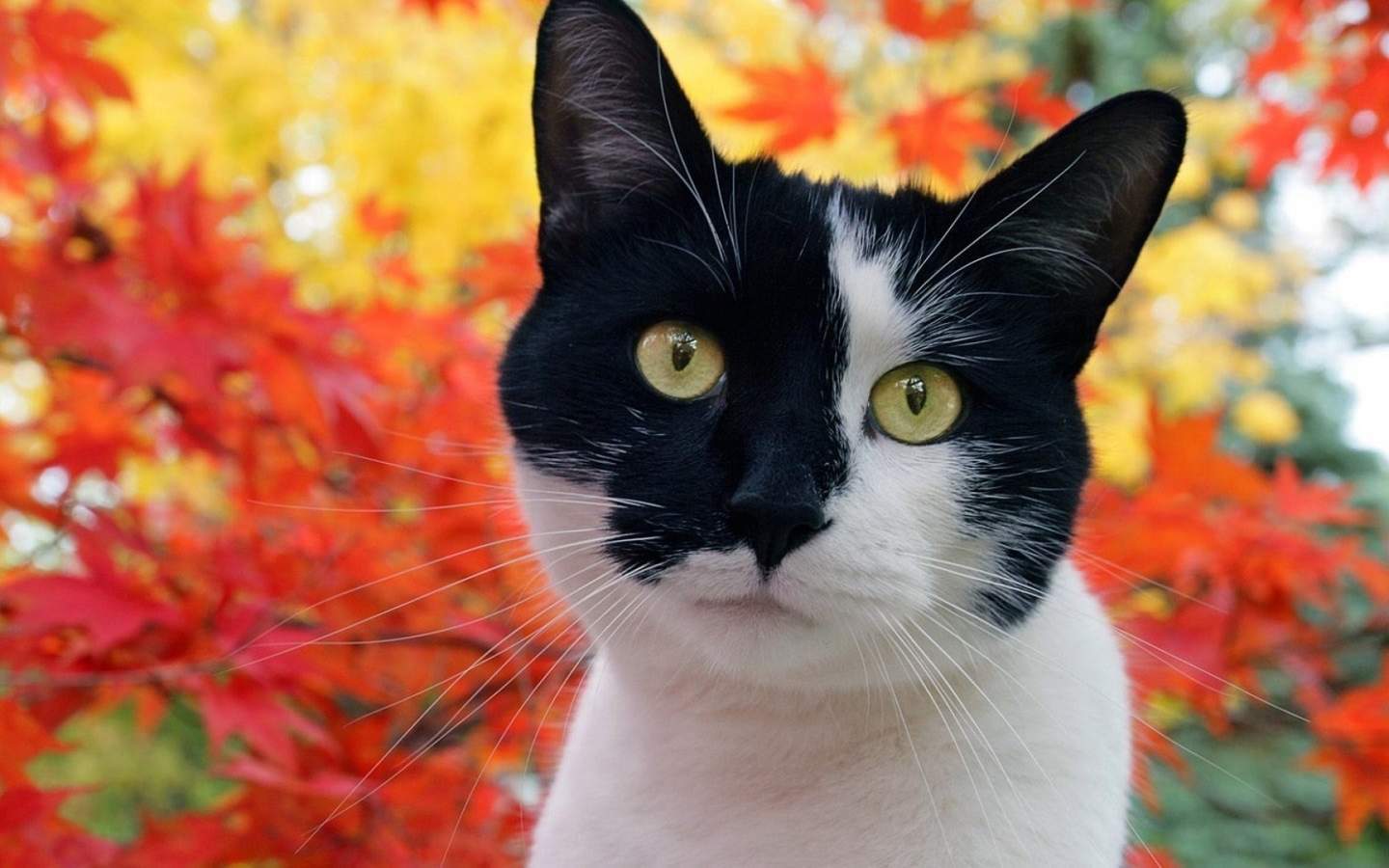 可爱黑猫高清动物图片合集宽屏电脑桌面壁纸下载第一辑图片