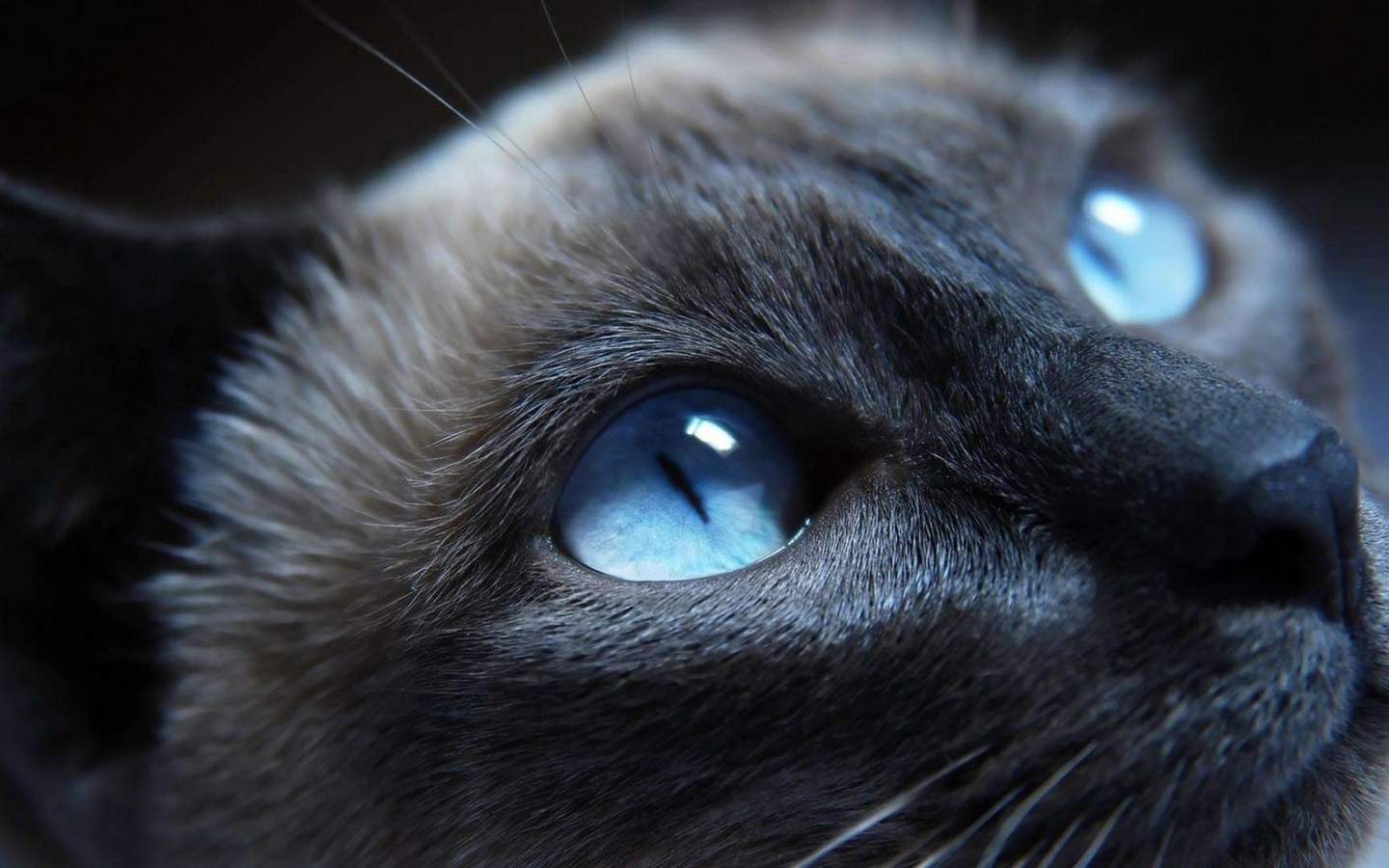 可爱黑猫高清动物图片合集宽屏电脑桌面壁纸下载第一辑图片