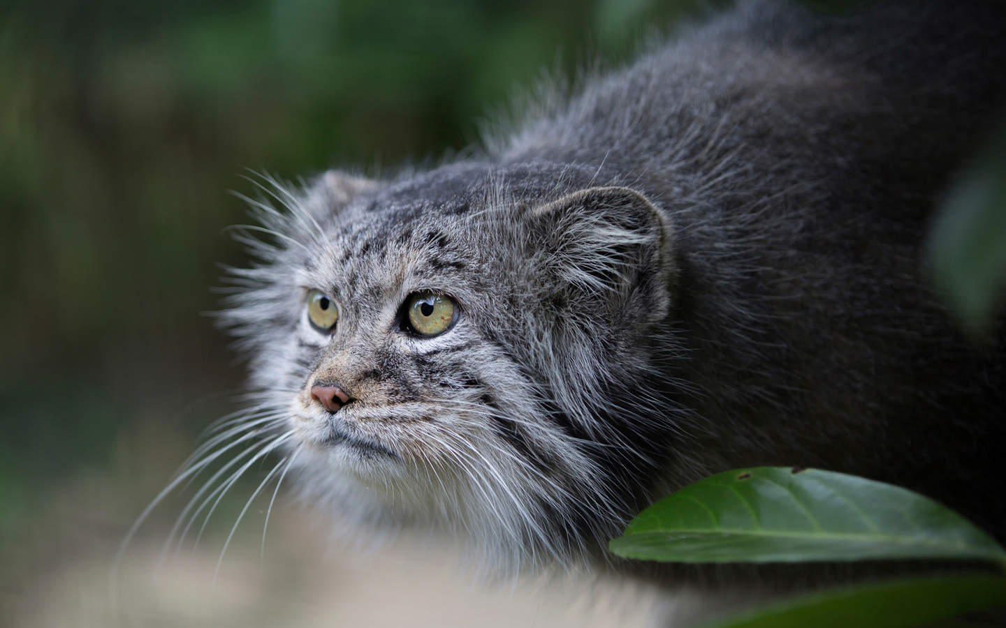 可爱黑猫高清动物图片合集宽屏电脑桌面壁纸下载第一辑图片