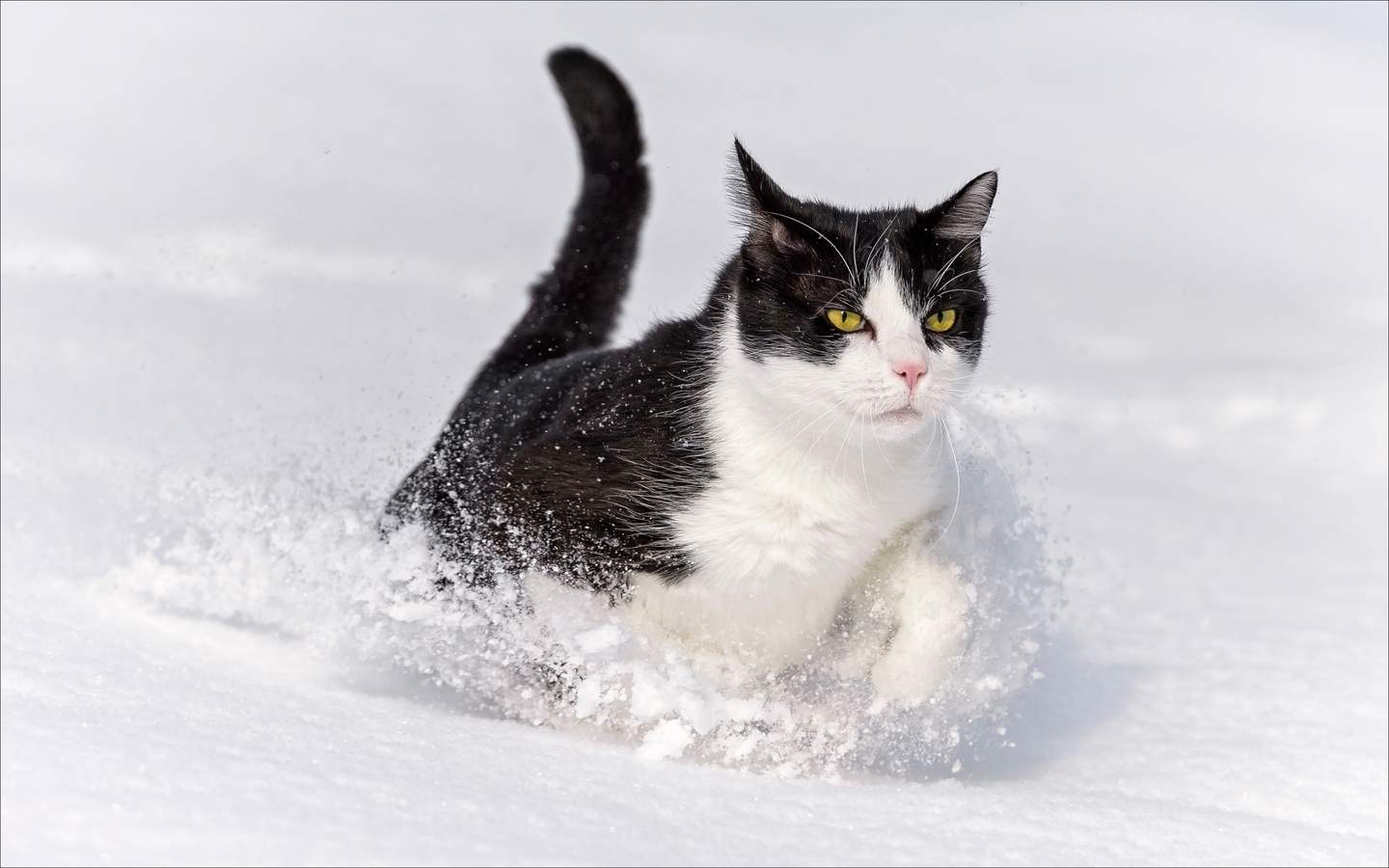 可爱黑猫高清动物图片合集宽屏电脑桌面壁纸下载第二辑图片