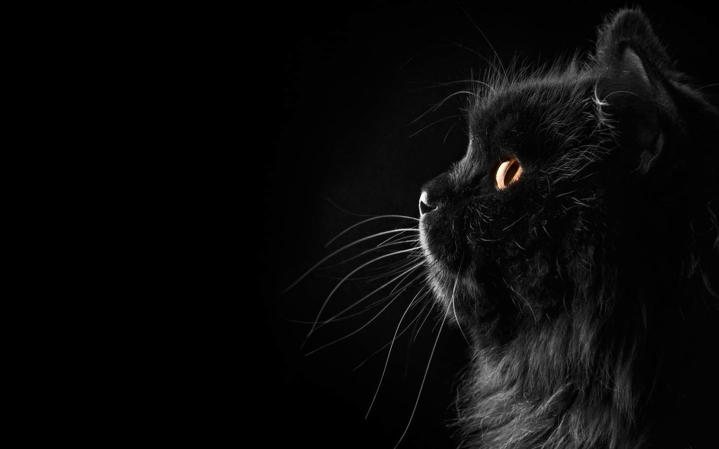 可爱黑猫高清动物图片合集宽屏电脑桌面壁纸下载第二辑图片