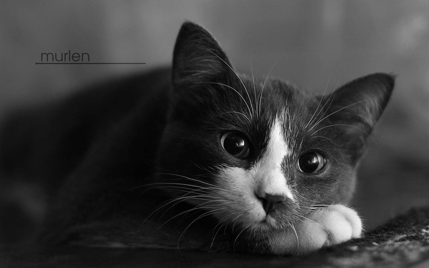可爱黑猫高清动物图片合集宽屏电脑桌面壁纸下载第二辑图片