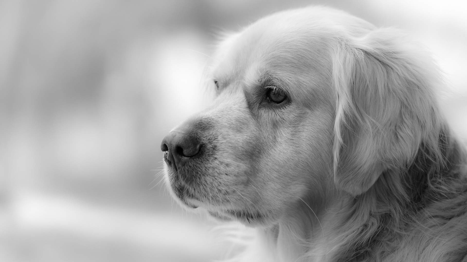 德国猛犬杜宾狗狗高清图片合集宽屏电脑桌面壁纸下载图片