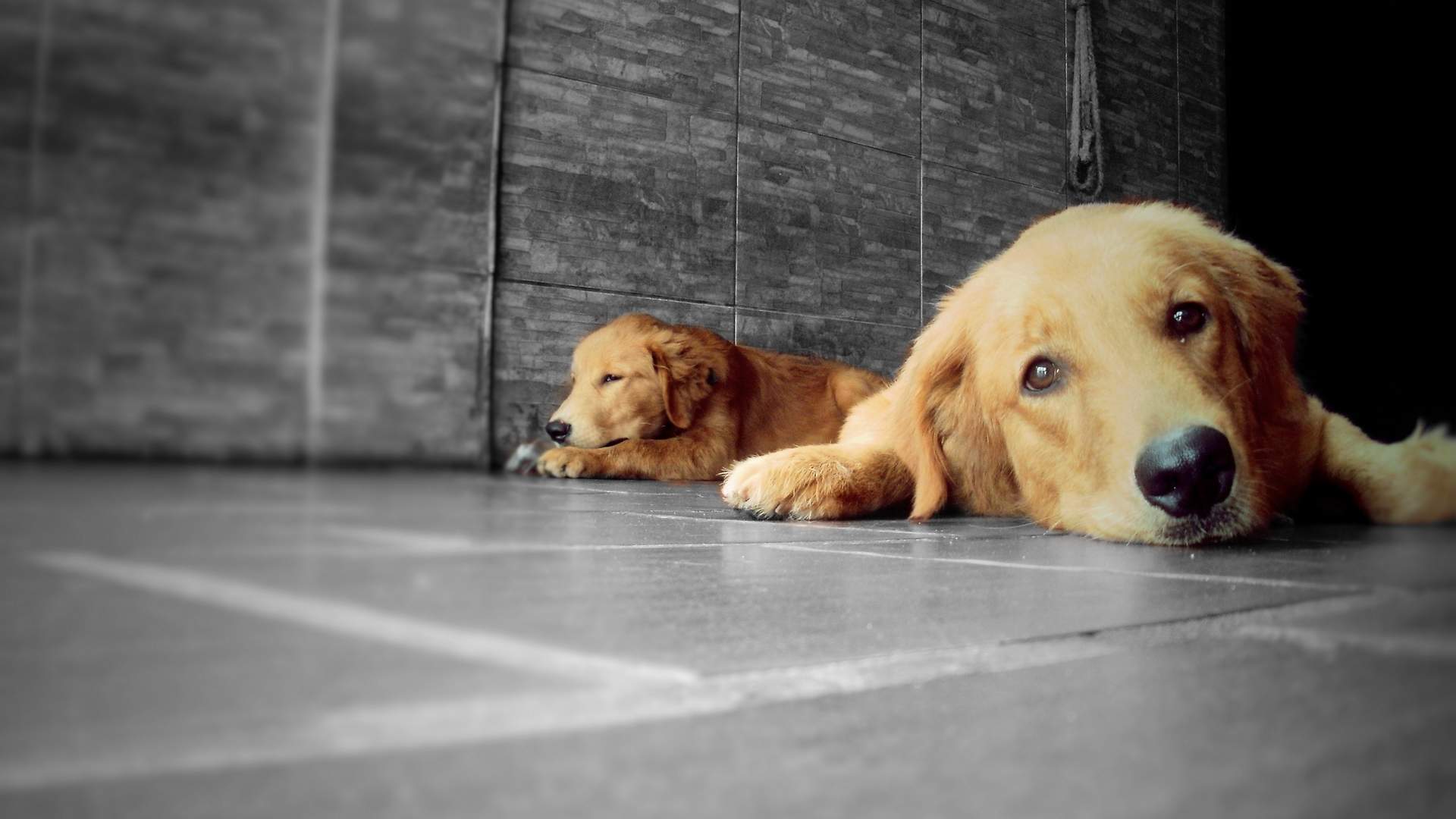 萌狗狗图片