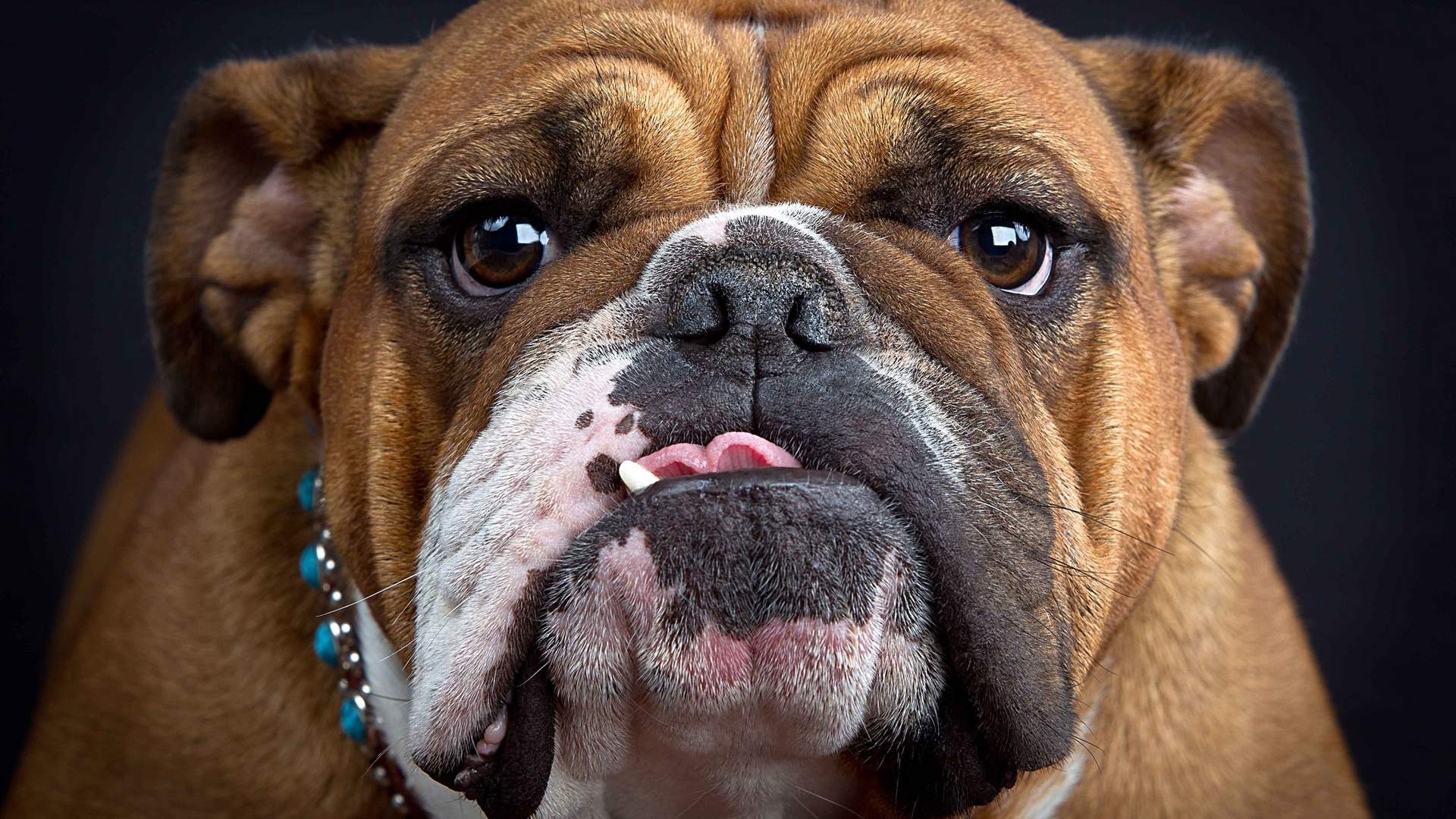 高清蝴蝶犬图片之可爱的小狗十二生肖狗图片图片