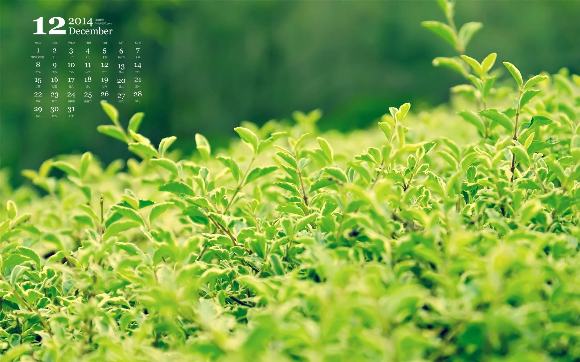 绿色草地图片