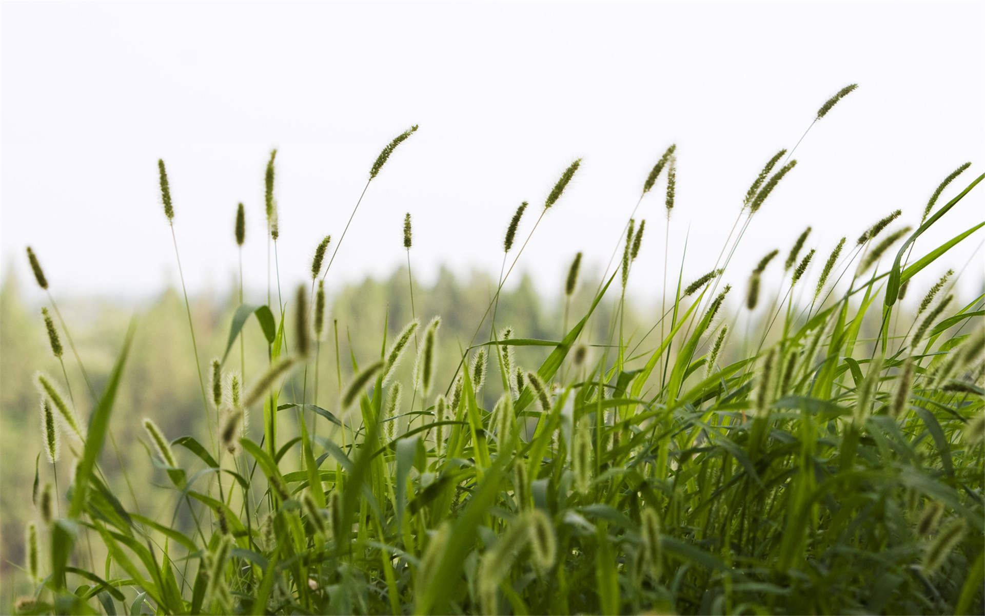 绿色草地图片