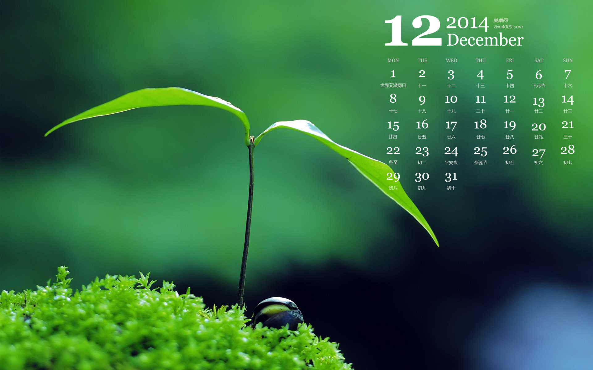 2014年12月日历家居绿色小清新盆栽植物高清电脑壁纸图片