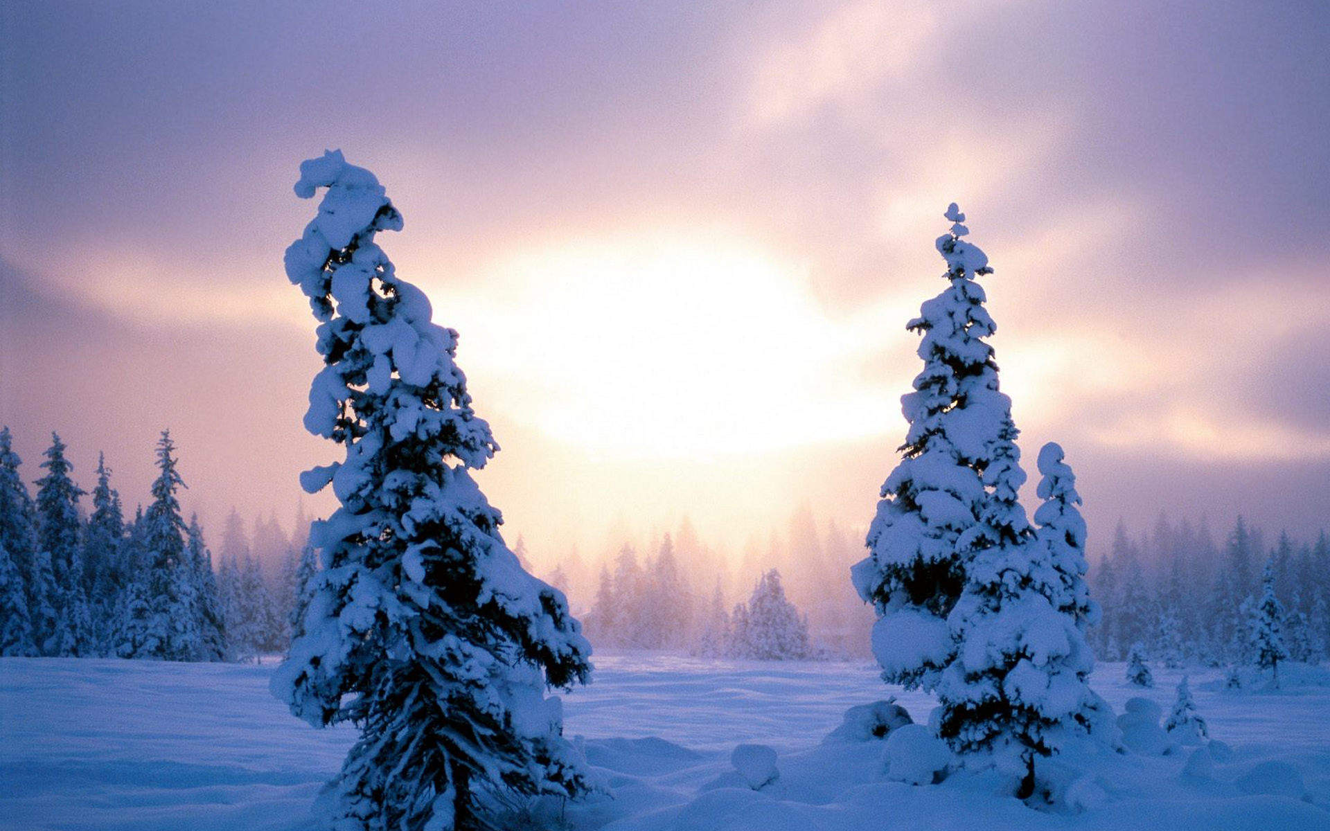 风景白雪图片